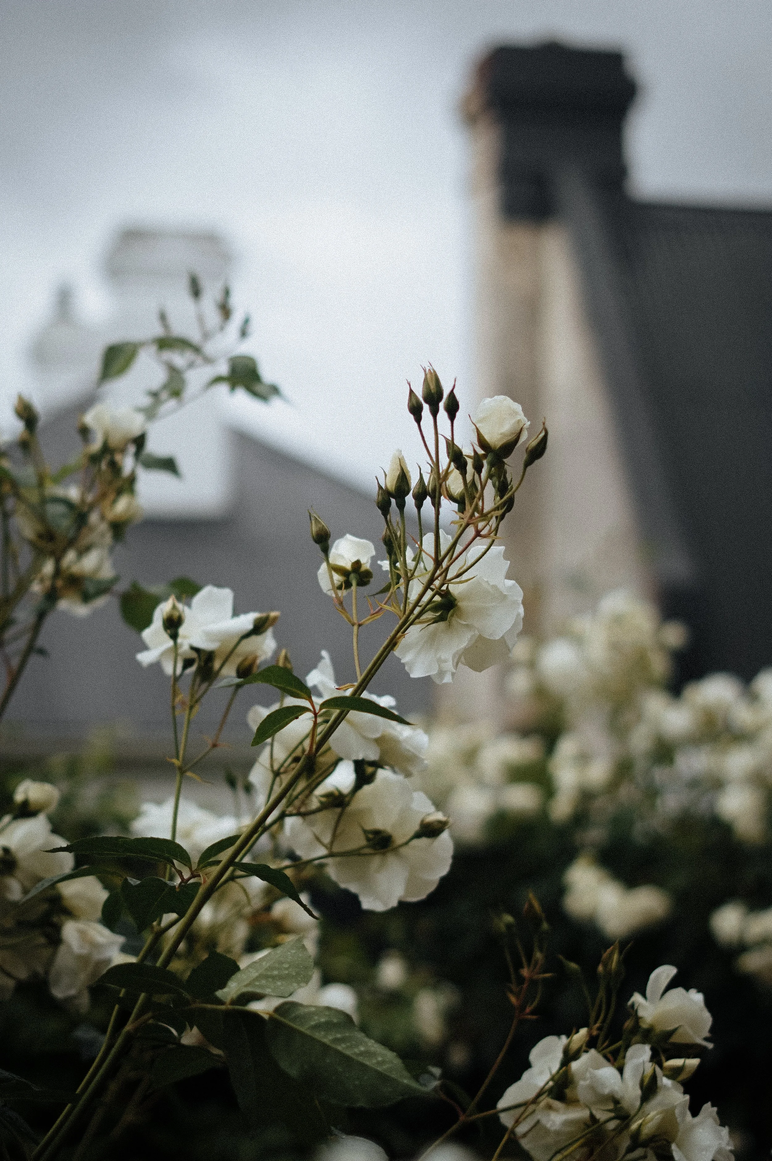 The Garden Edit