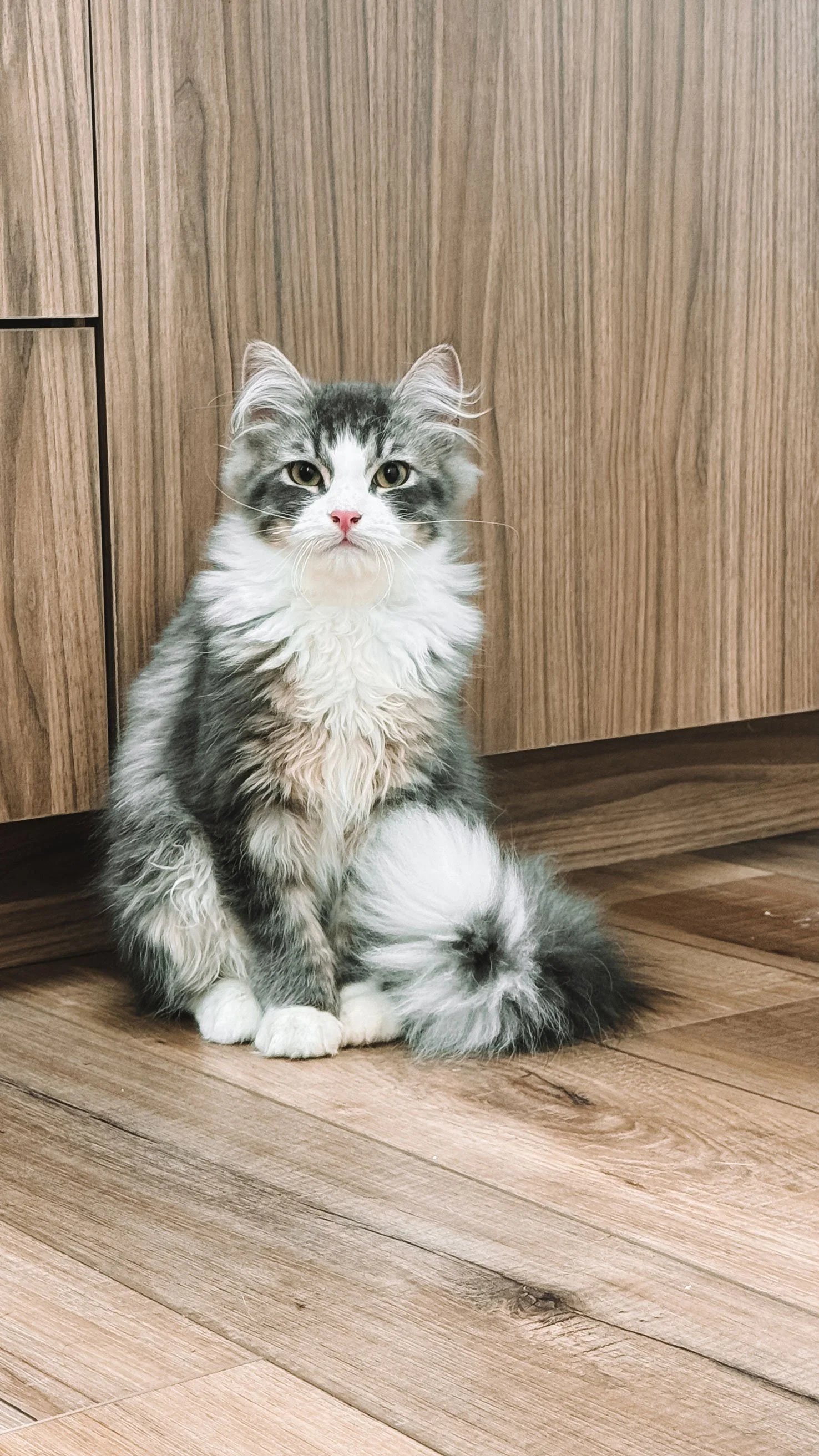 Happy dog waiting in lobby at Fauna Vet Collective