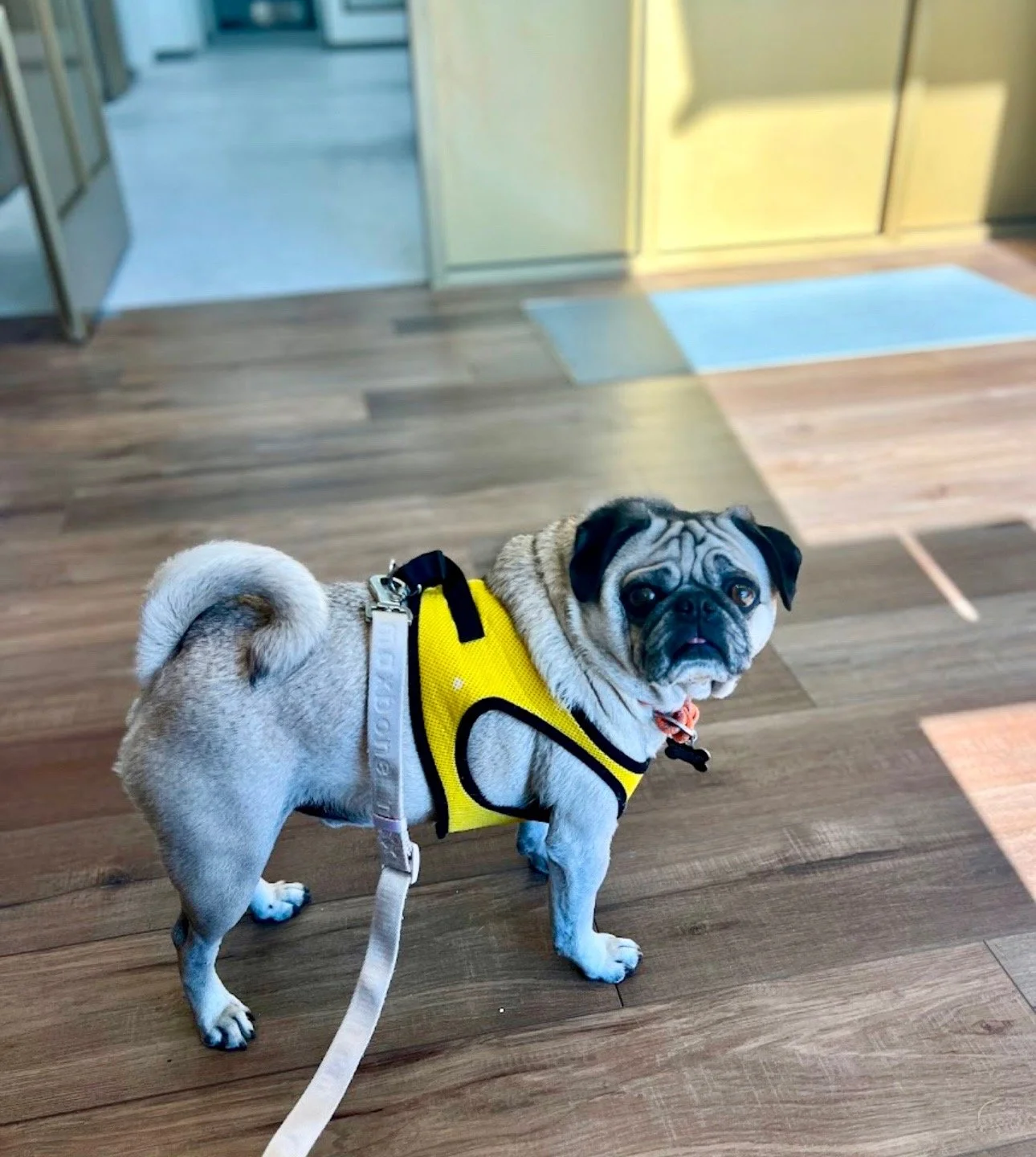 Little Pug wants to travel - Fauna Vet Collective