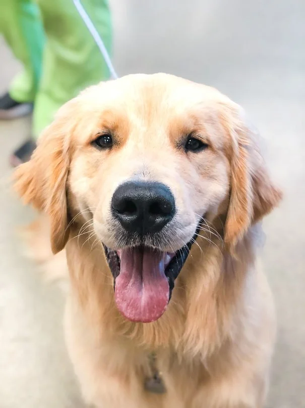 Happy Guy after a clean bill of health. Fauna Vet Collective.