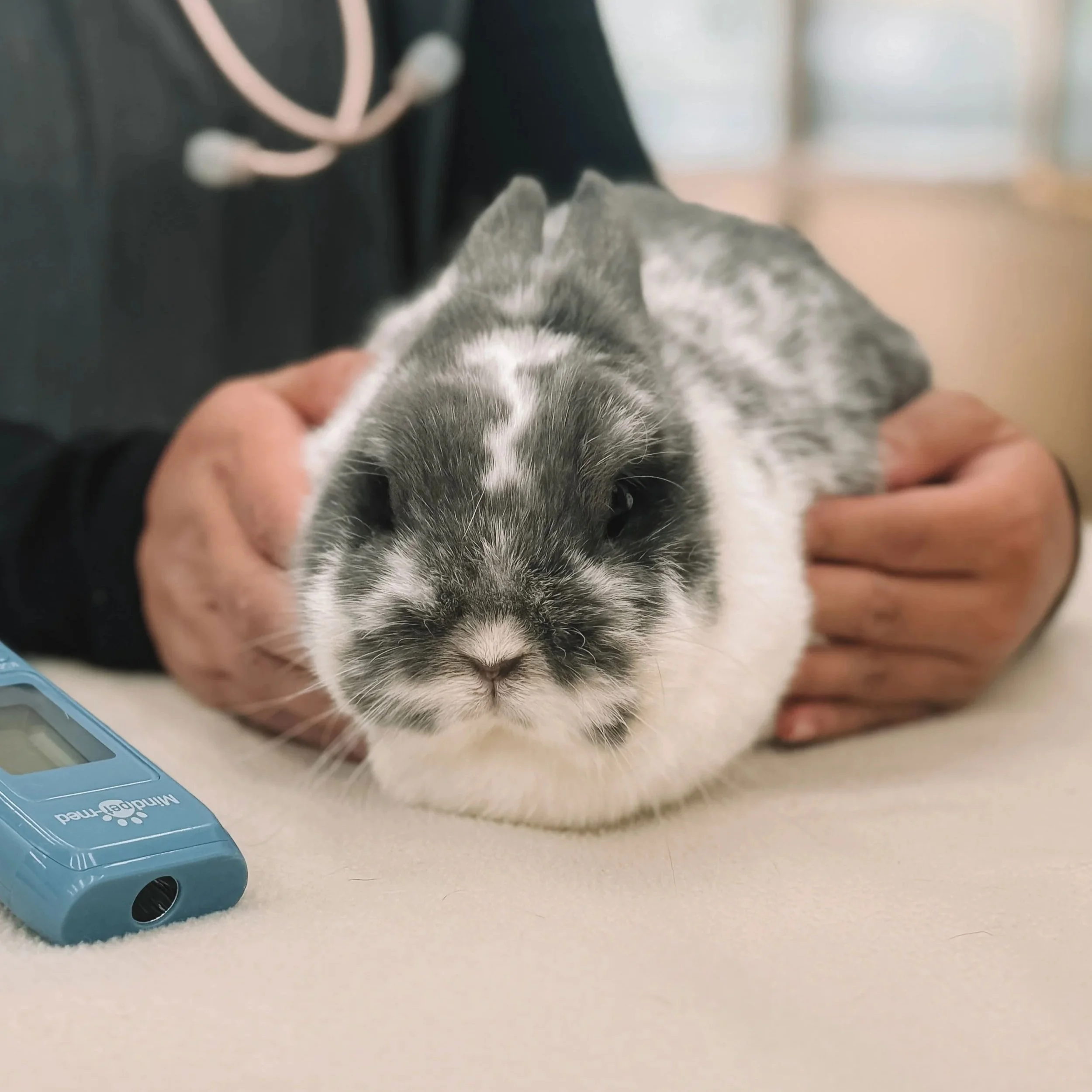 Unusual mood change analysis for this little grey and white bunny.