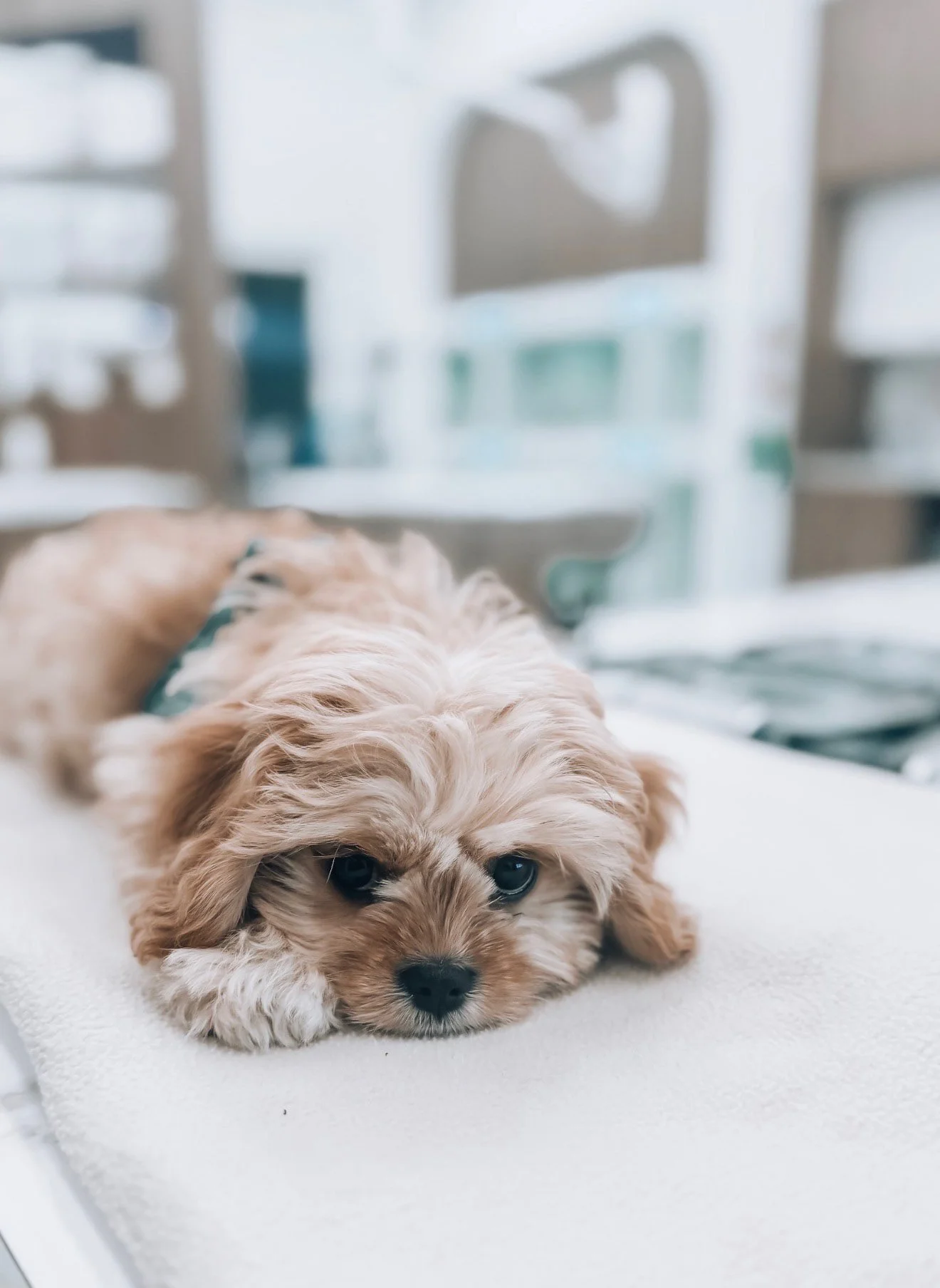 Why doesn't this little guy want to eat?