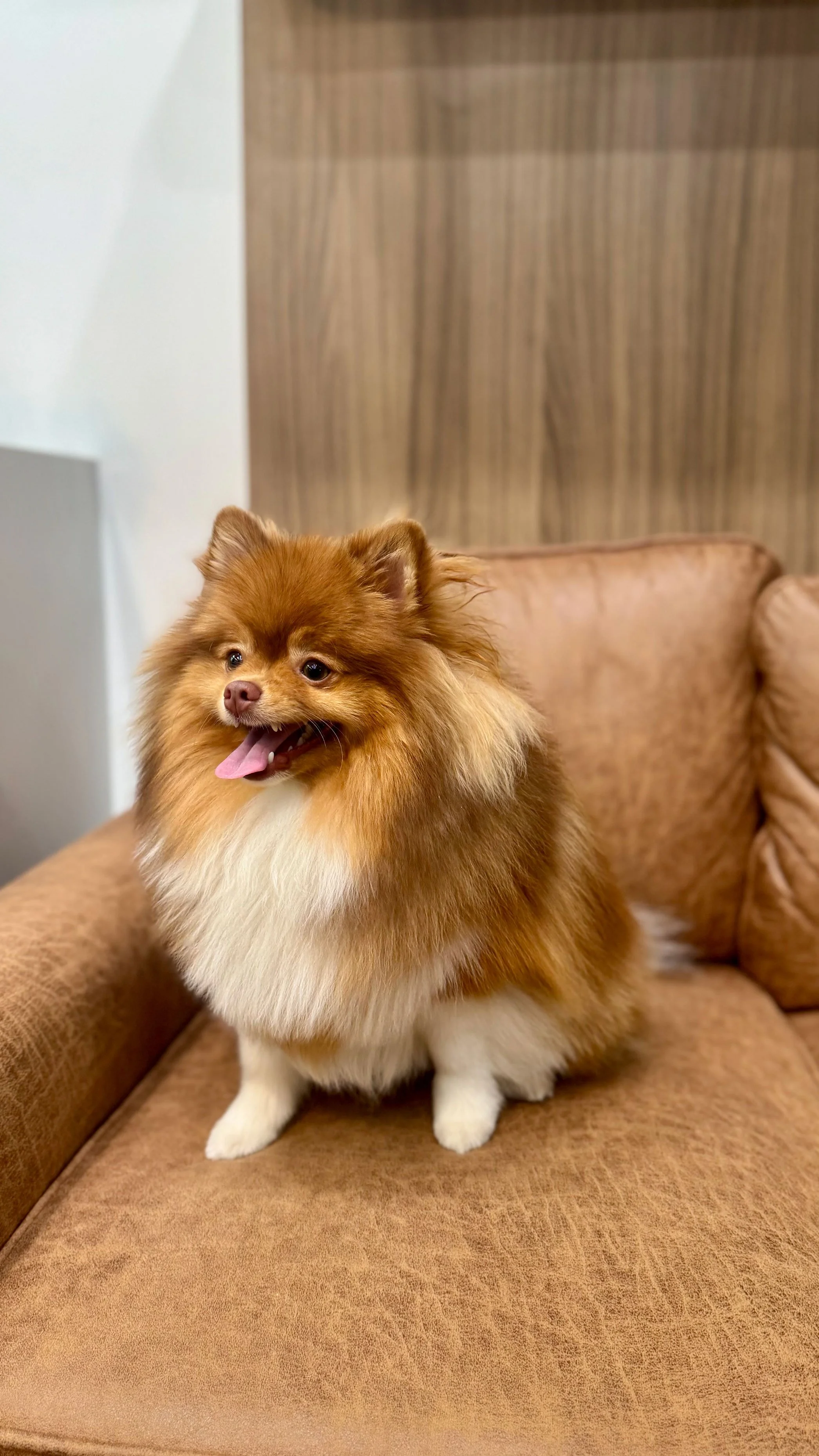Kitten lounging on couch in lobby at Fauna Vet Collective in Lake Forest