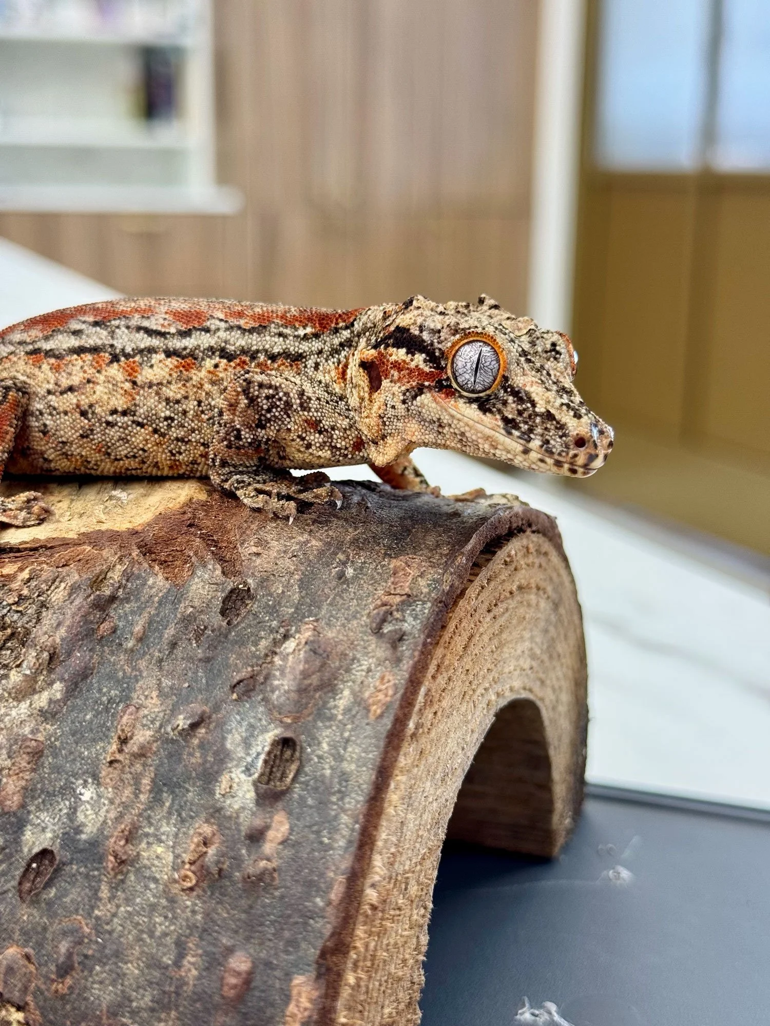 Exotic Pet Urgent Care in Lake Forest, CA