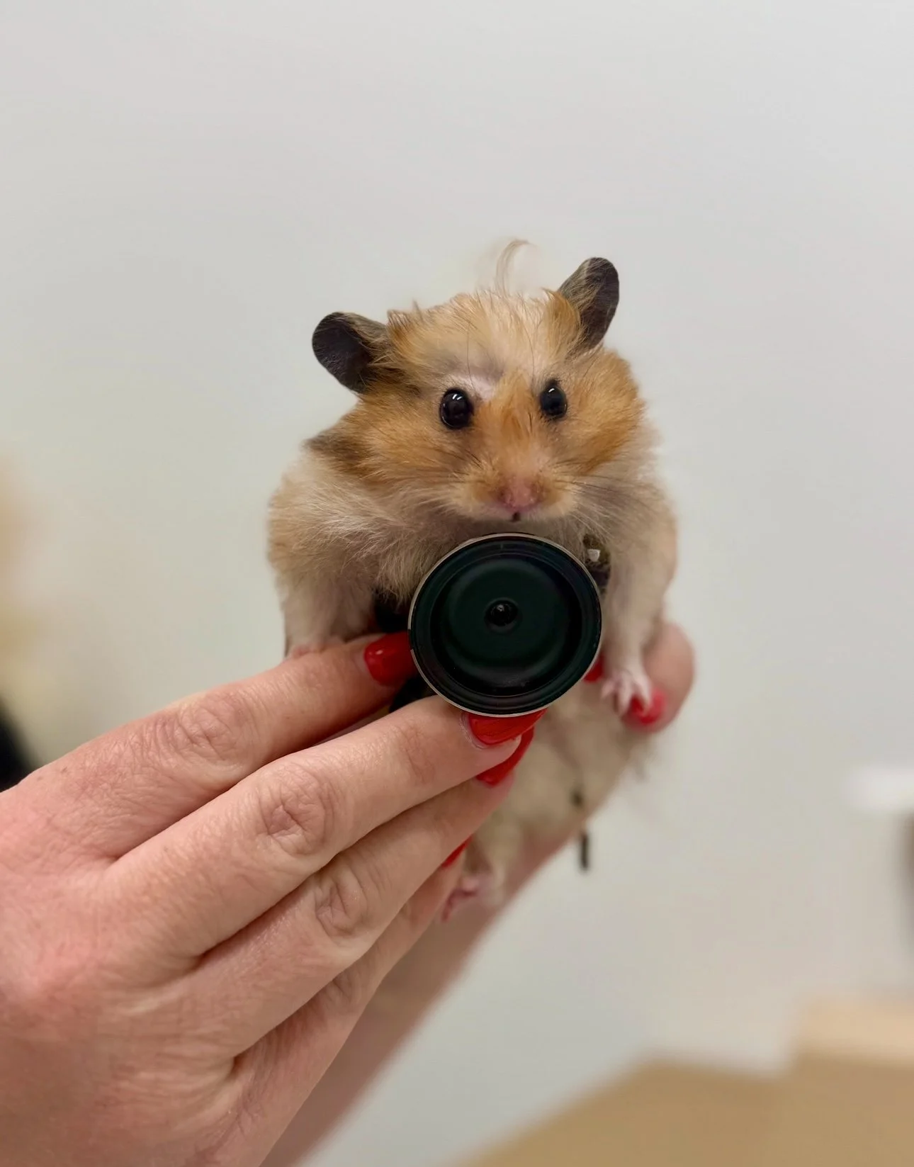 Why is this little guy constipated?