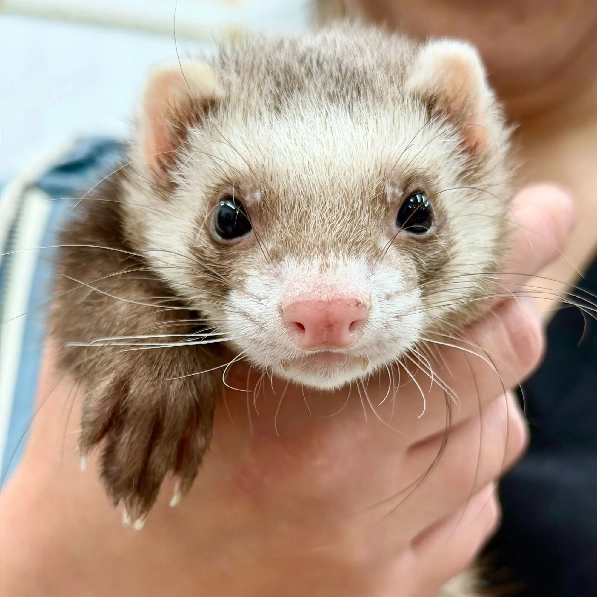 Bunny had a wound and is healing nicely