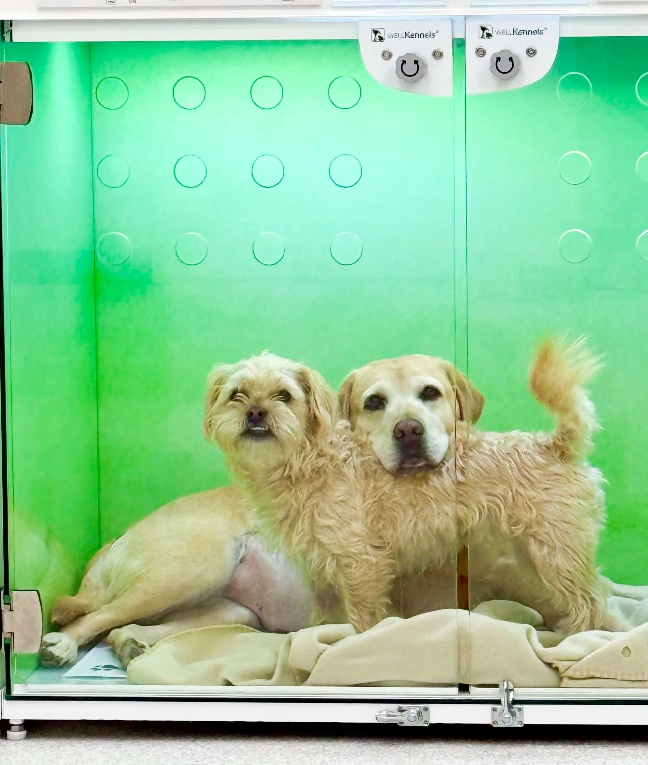 Two dogs happy at Fauna Vet Collective, Lake Forest, CA