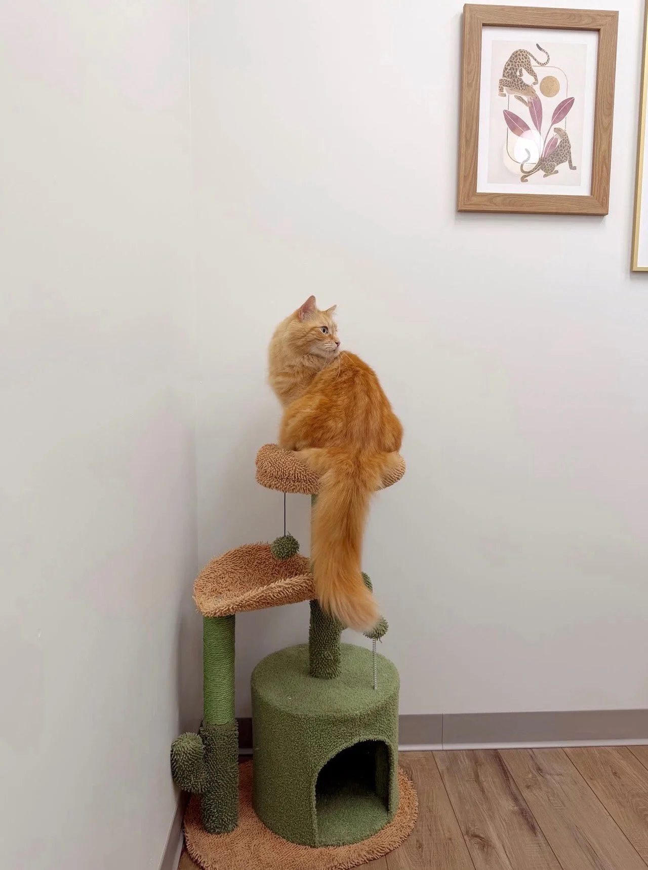 Unusual mood change analysis for this little grey and white bunny.