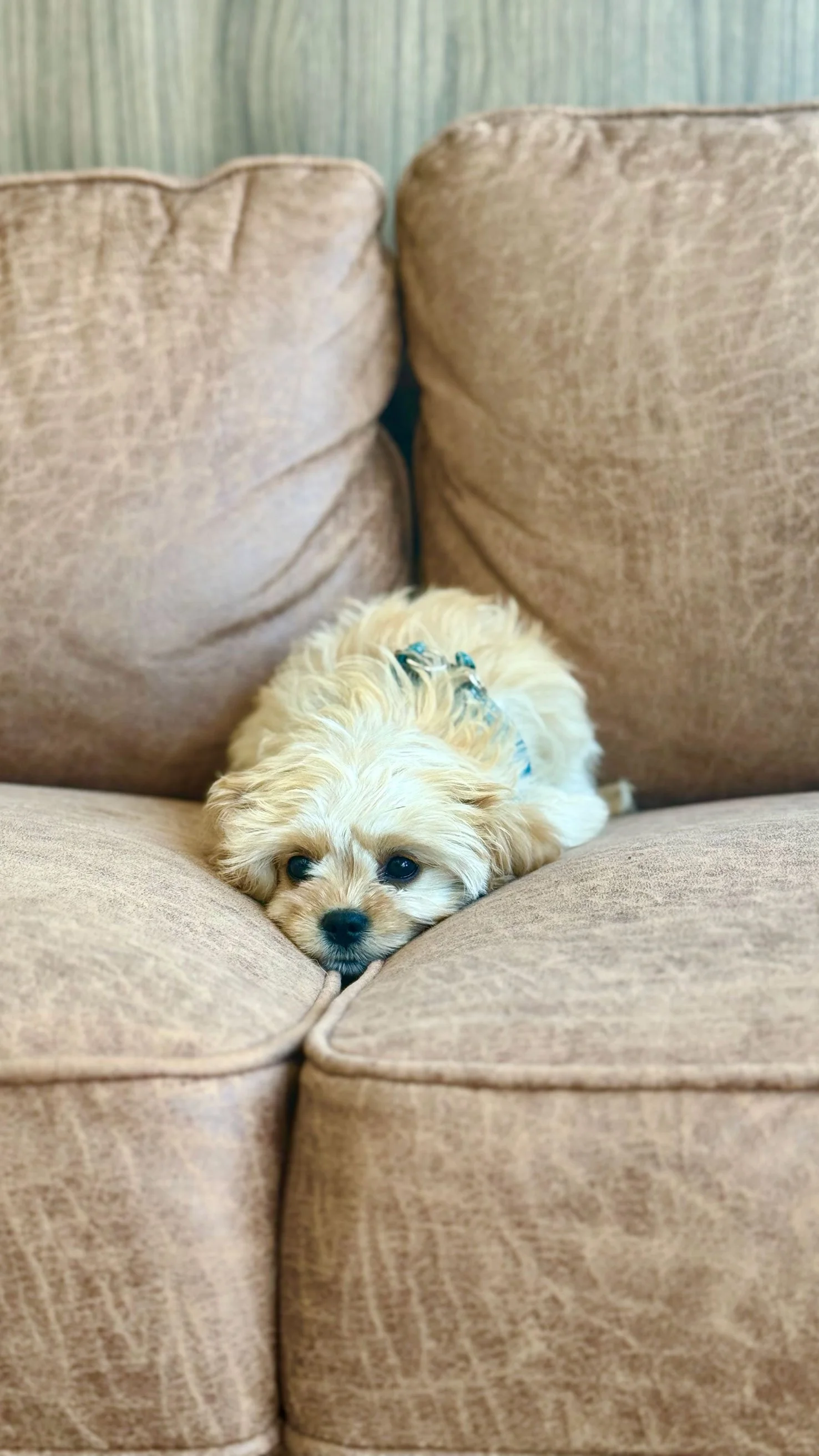 Dog on couch at Fauna Vet Collective