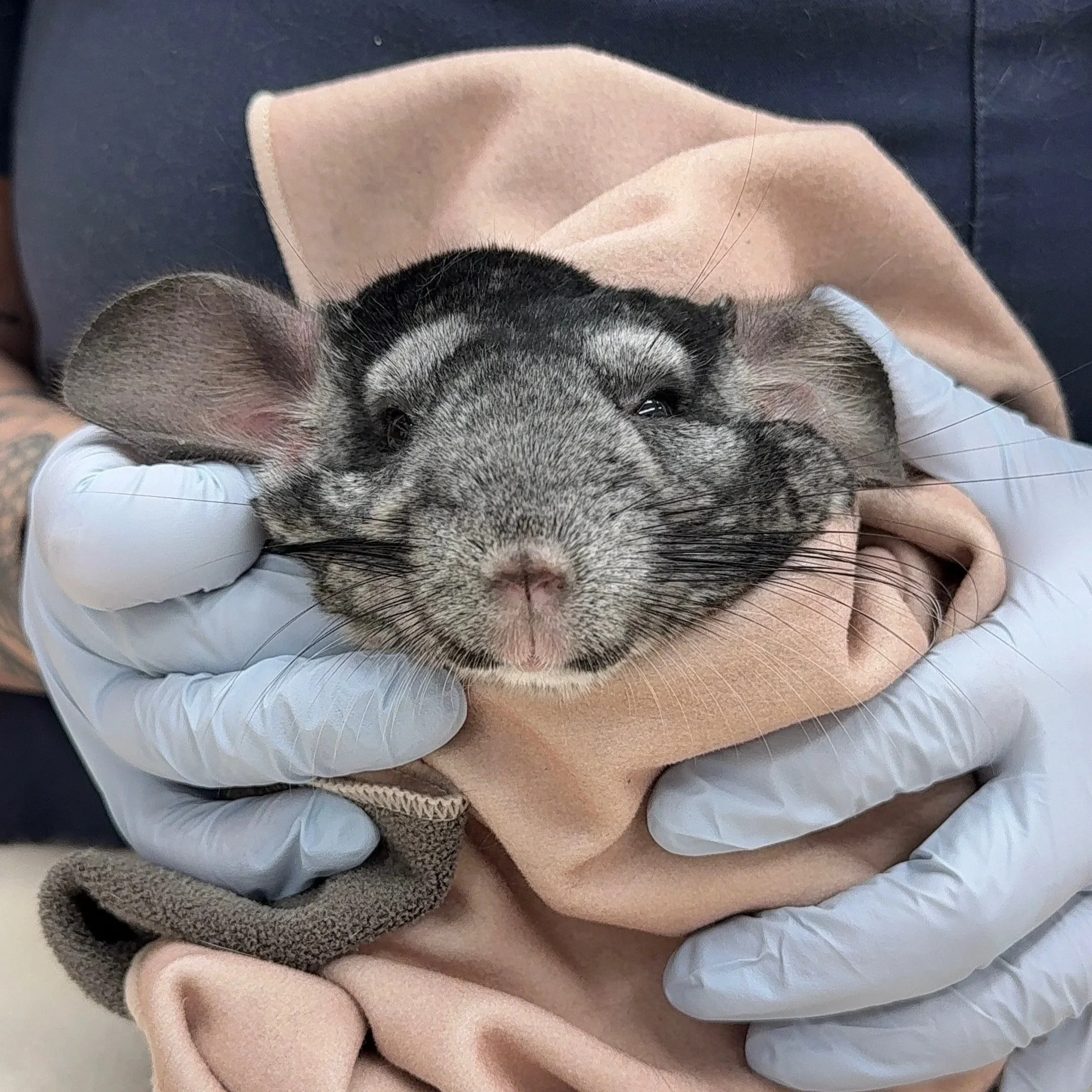 Chinchillas need dental work too! Fauna Vet Collective does it all!