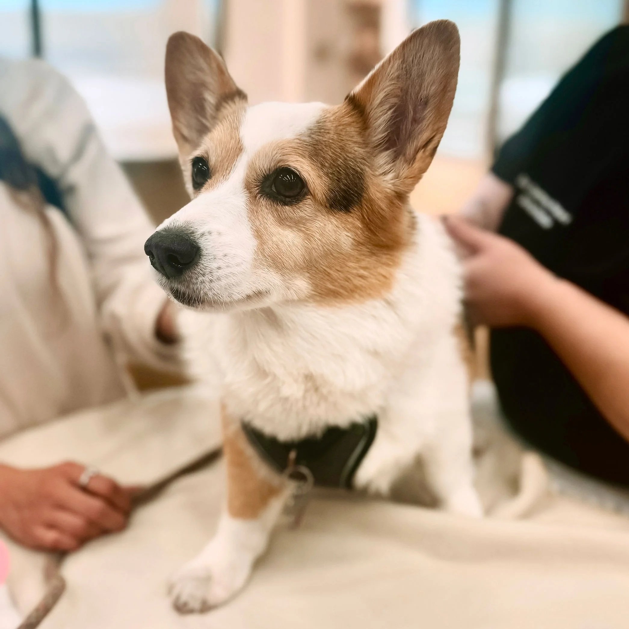 Corgie waiting for checkup at Fauna Vet Collective