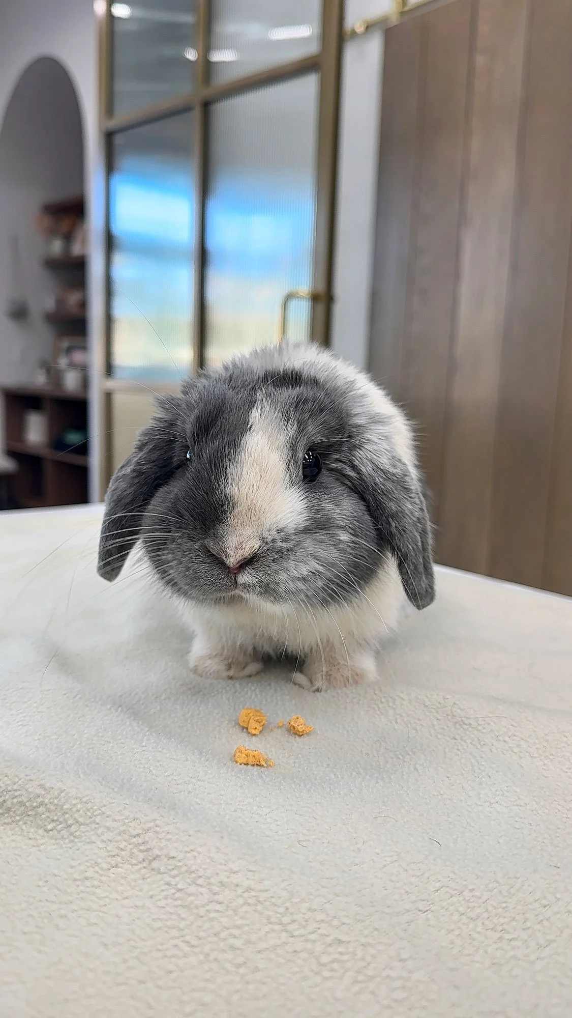 Bunny had a wound and is healing nicely