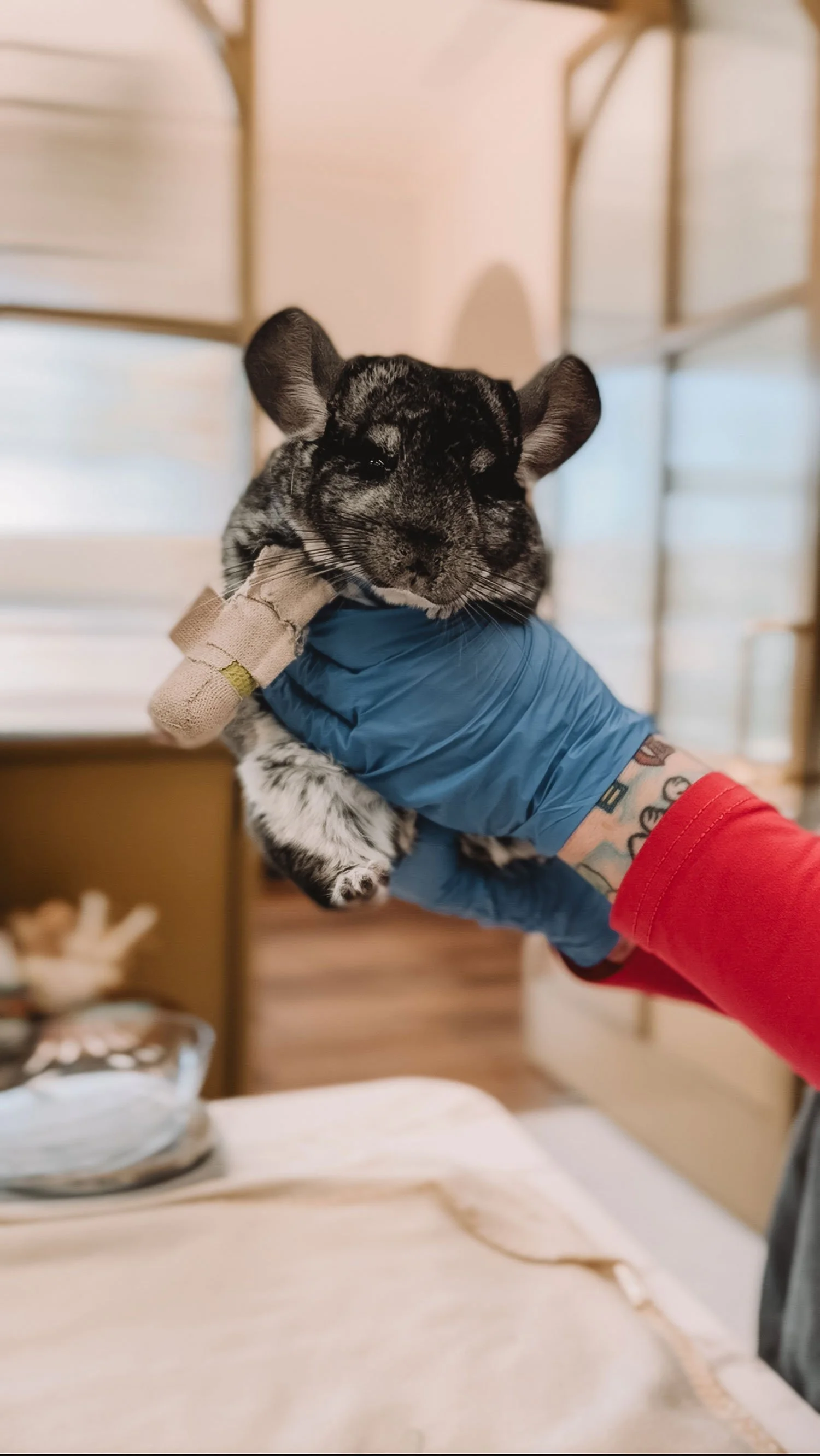 Limping pain and restored mobility for this comfortable kitty.