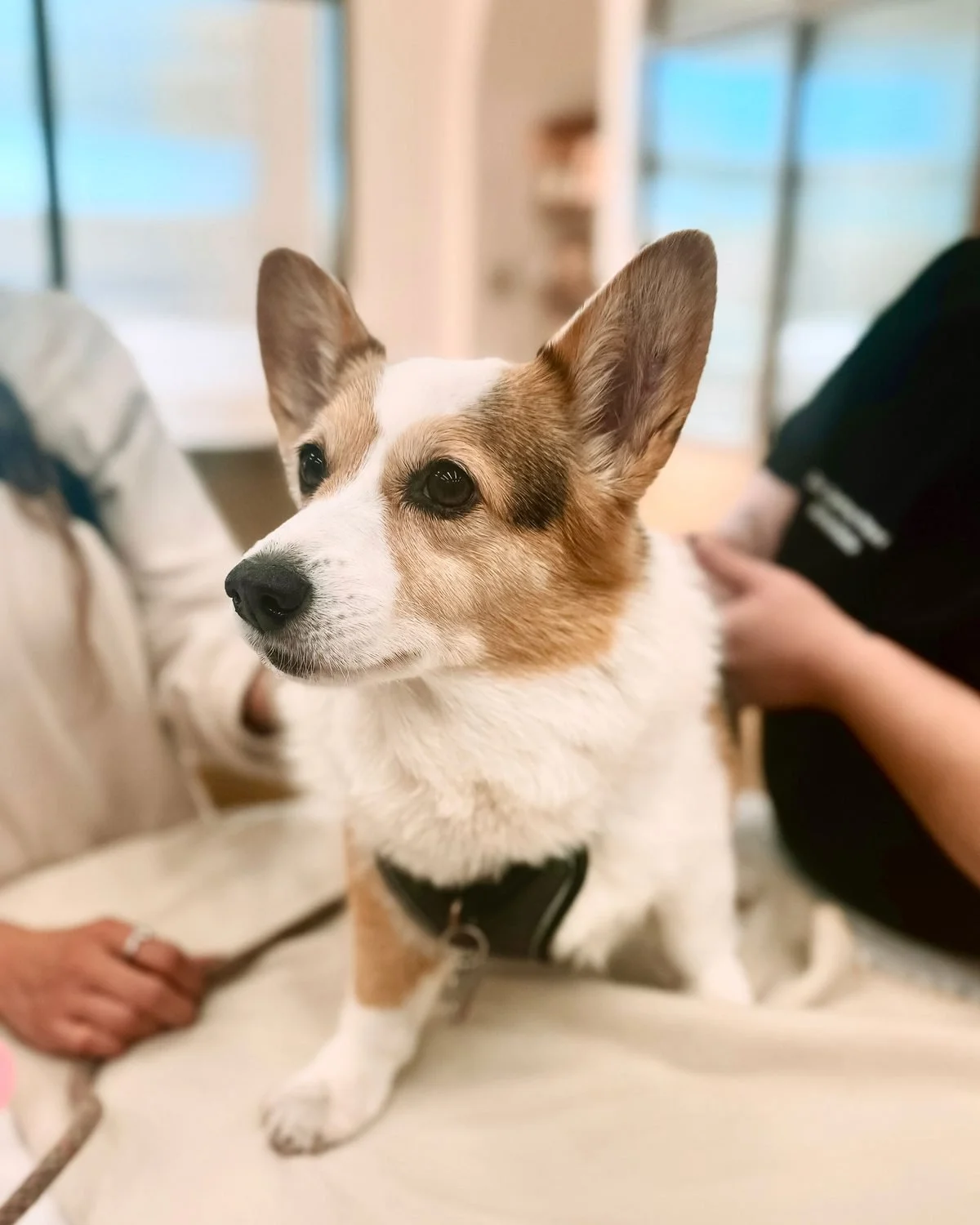 Pre-surgery exam - Fauna Vet Collective