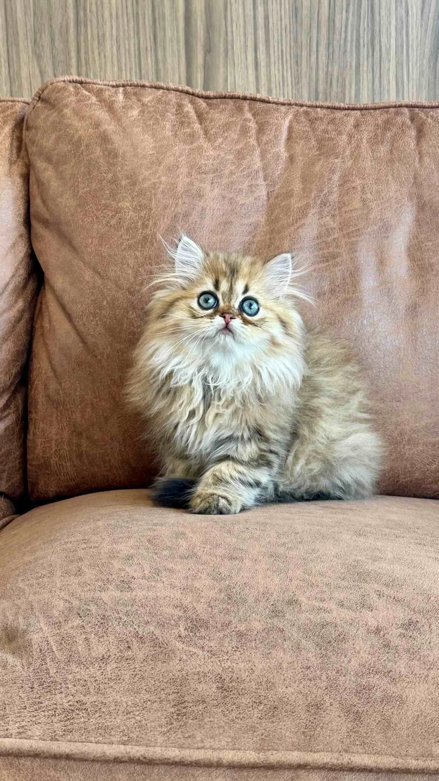 Little kitten playing on coach at Fauna Vet Collective