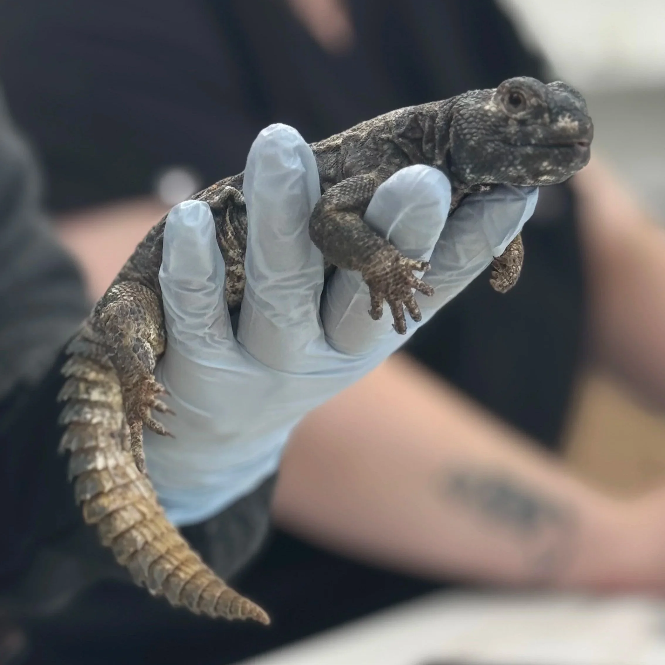 Professional teeth cleaning for ferrets, reptiles and mammals