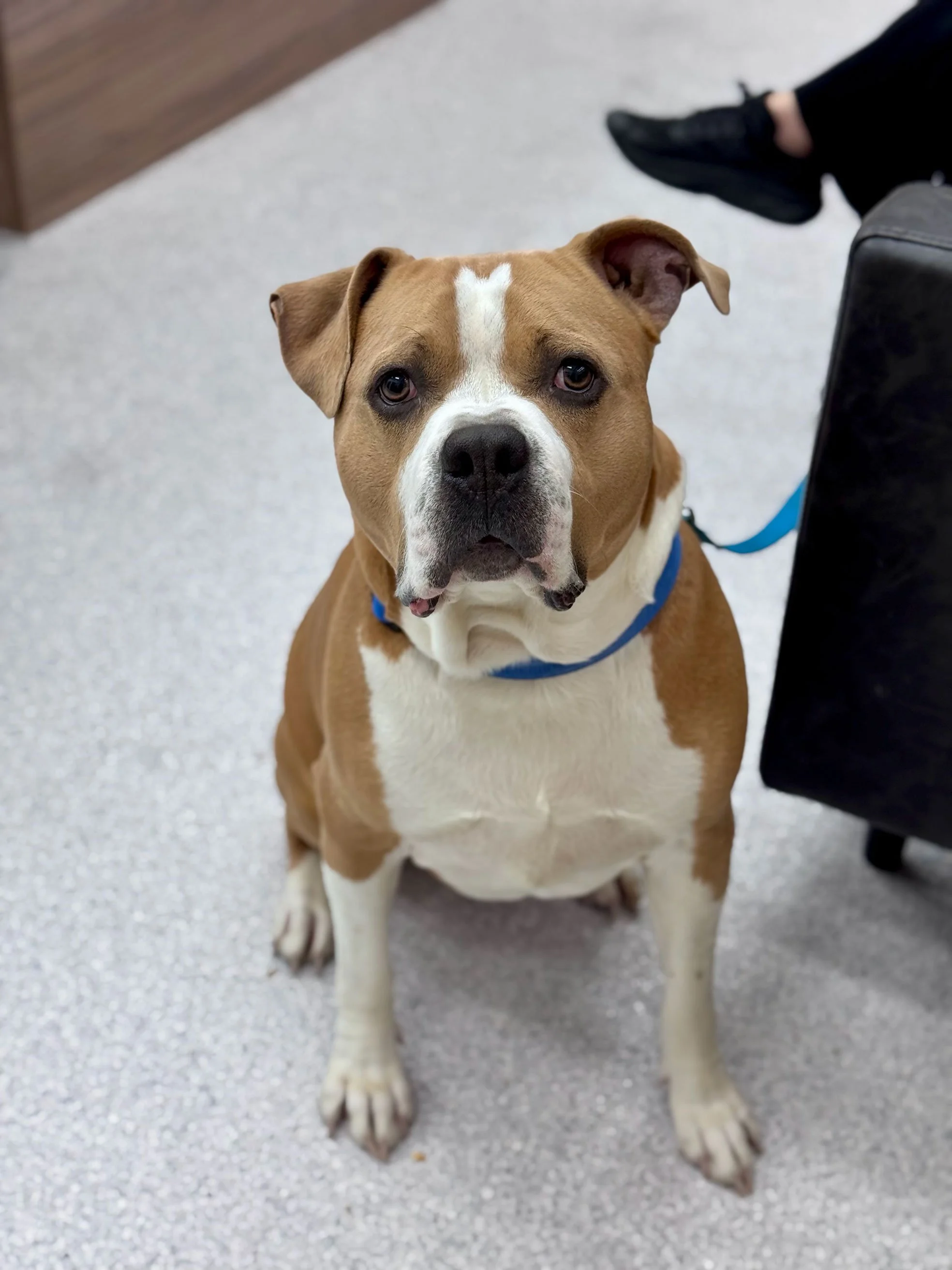 Little dog waiting patiently to be seen by Dr. Pokard at Fauna Vet Collective