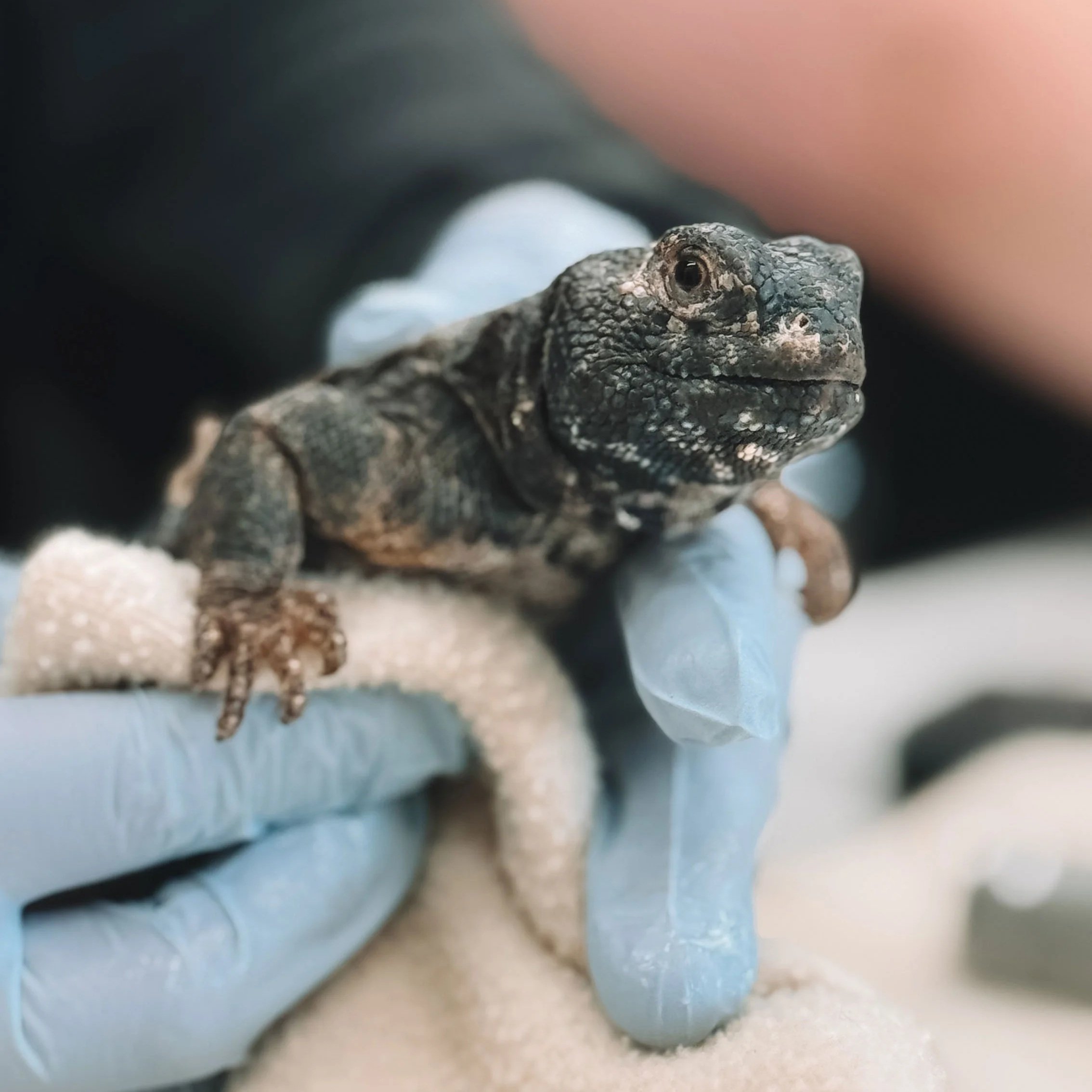 Finding the cause of weakness in a smiling lizard