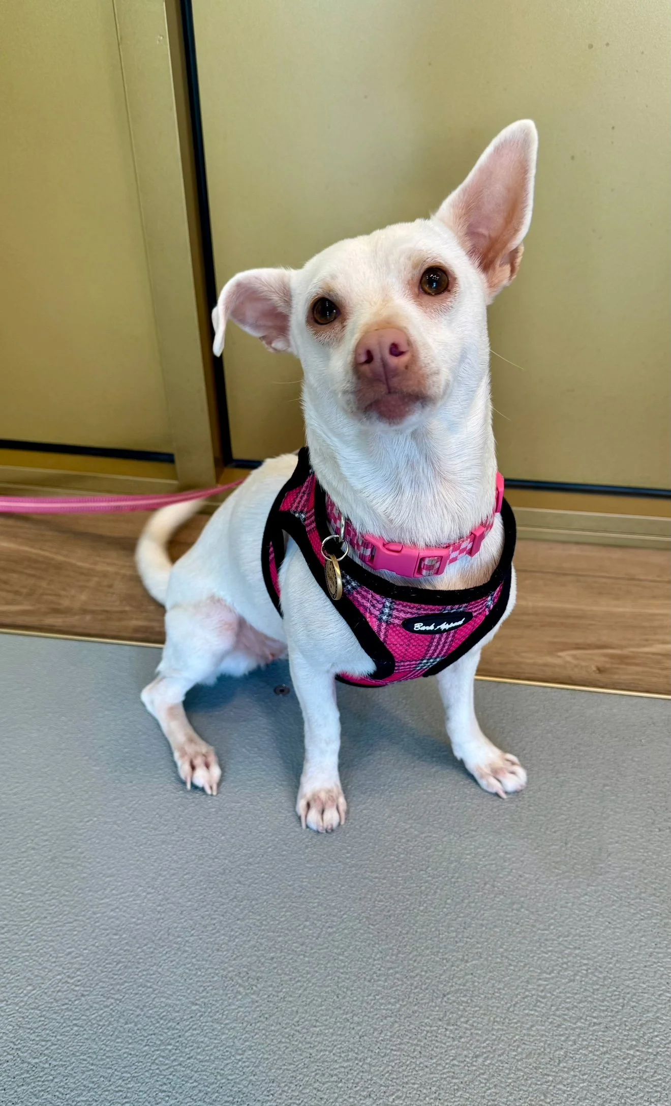 Finding the cause of weakness in a smiling lizard