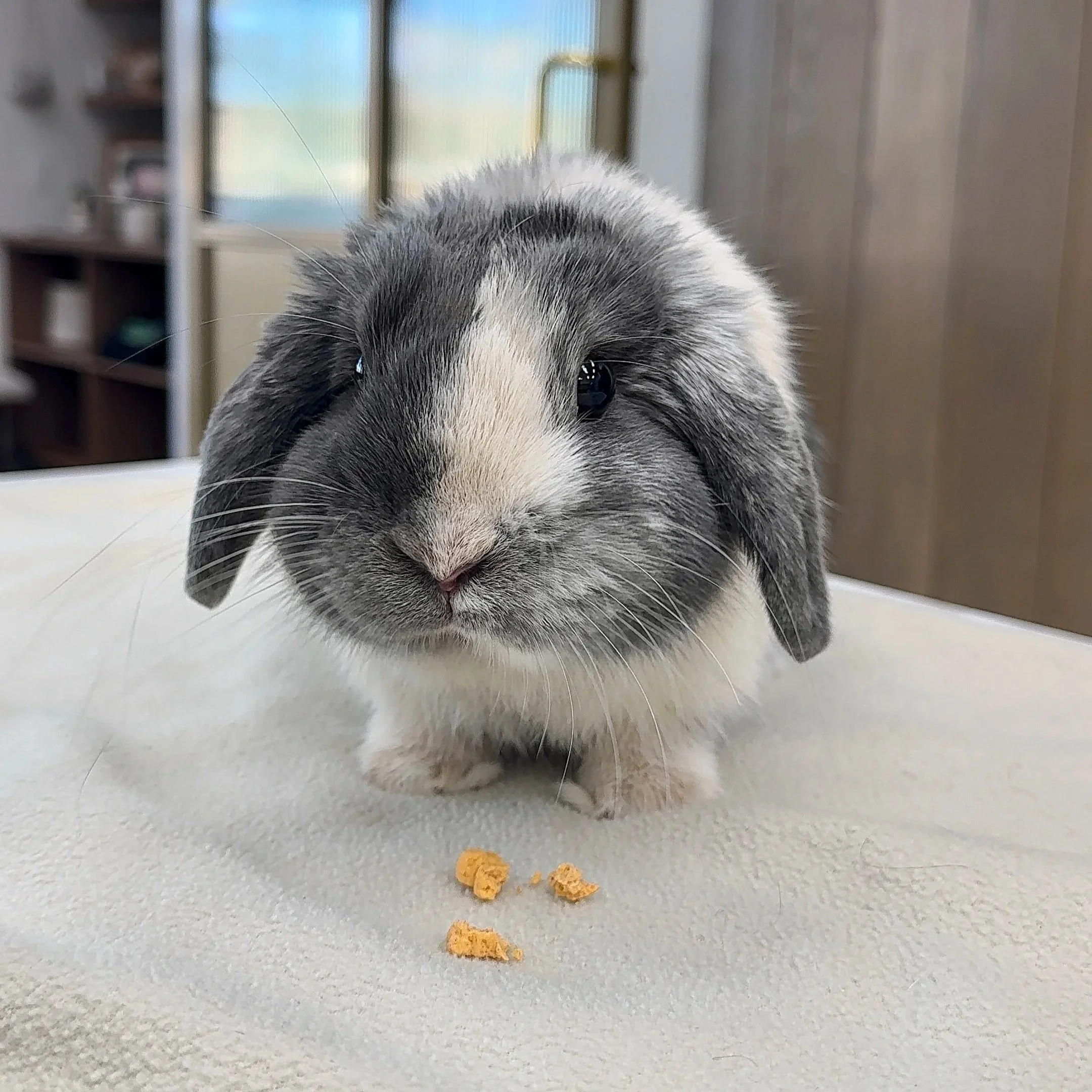 Unusual mood change analysis for this little grey and white bunny.