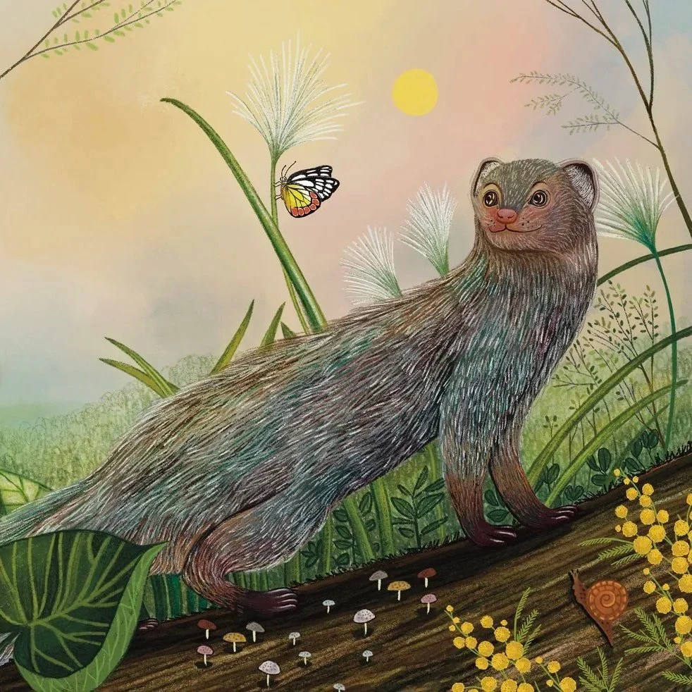 Ila, My Wild Mongoose Friend