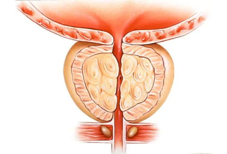 Illustration de la prostate avec les voies urinaires, représentée en coupe transversale.