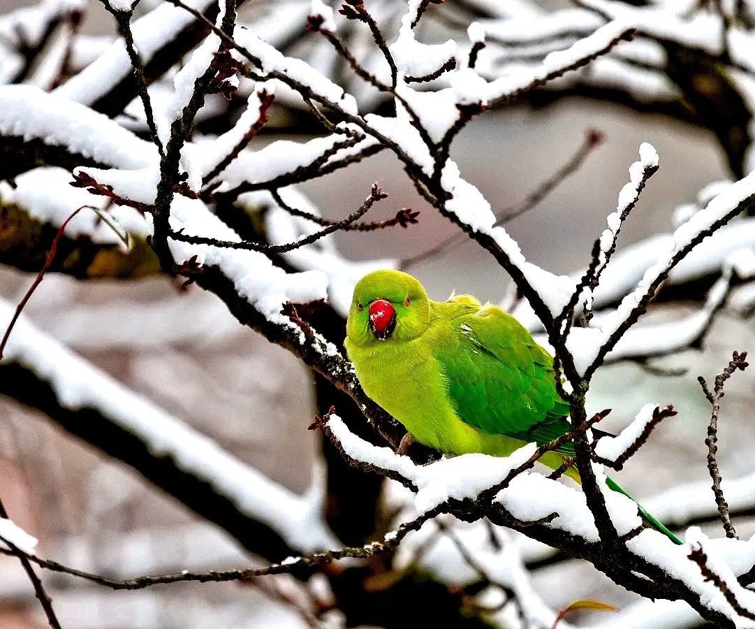 Onze vogels in de winter