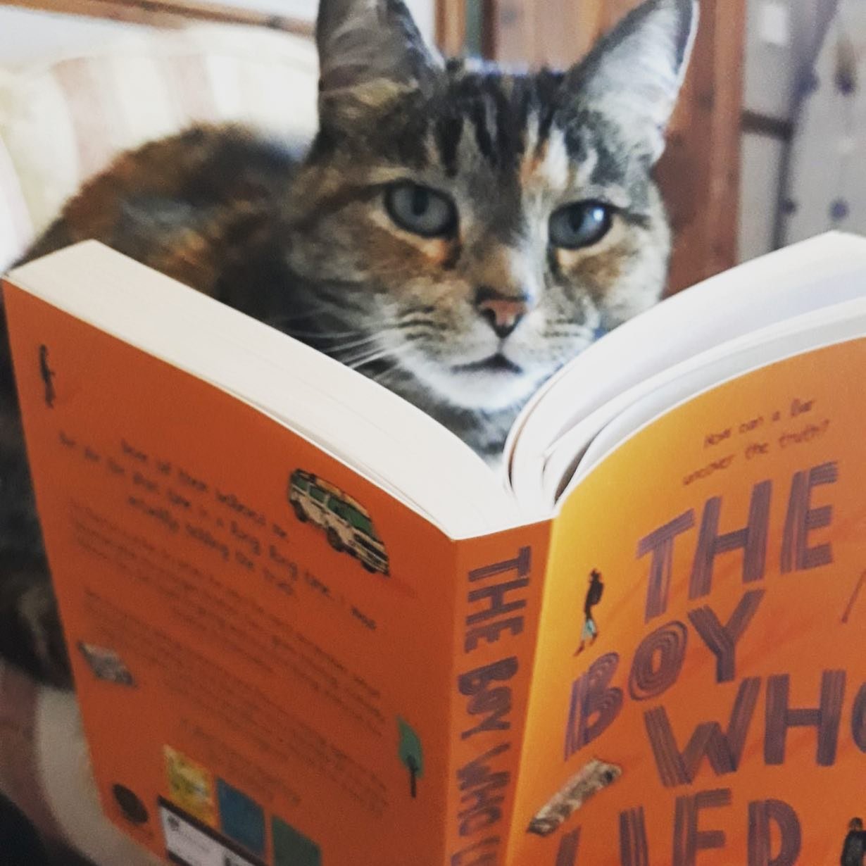 LOVE these #BigCityReads pics! There&rsquo;s Isabel from Arnold Hill Academy and Brambles the cat 😍All kinds of readers are picking up THE BOY WHO LIED! #nottingham #nottmcityoflit