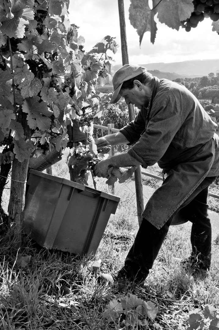 250415-studio-hansen-Repro-Reportage-Weingut-Fehres.jpg