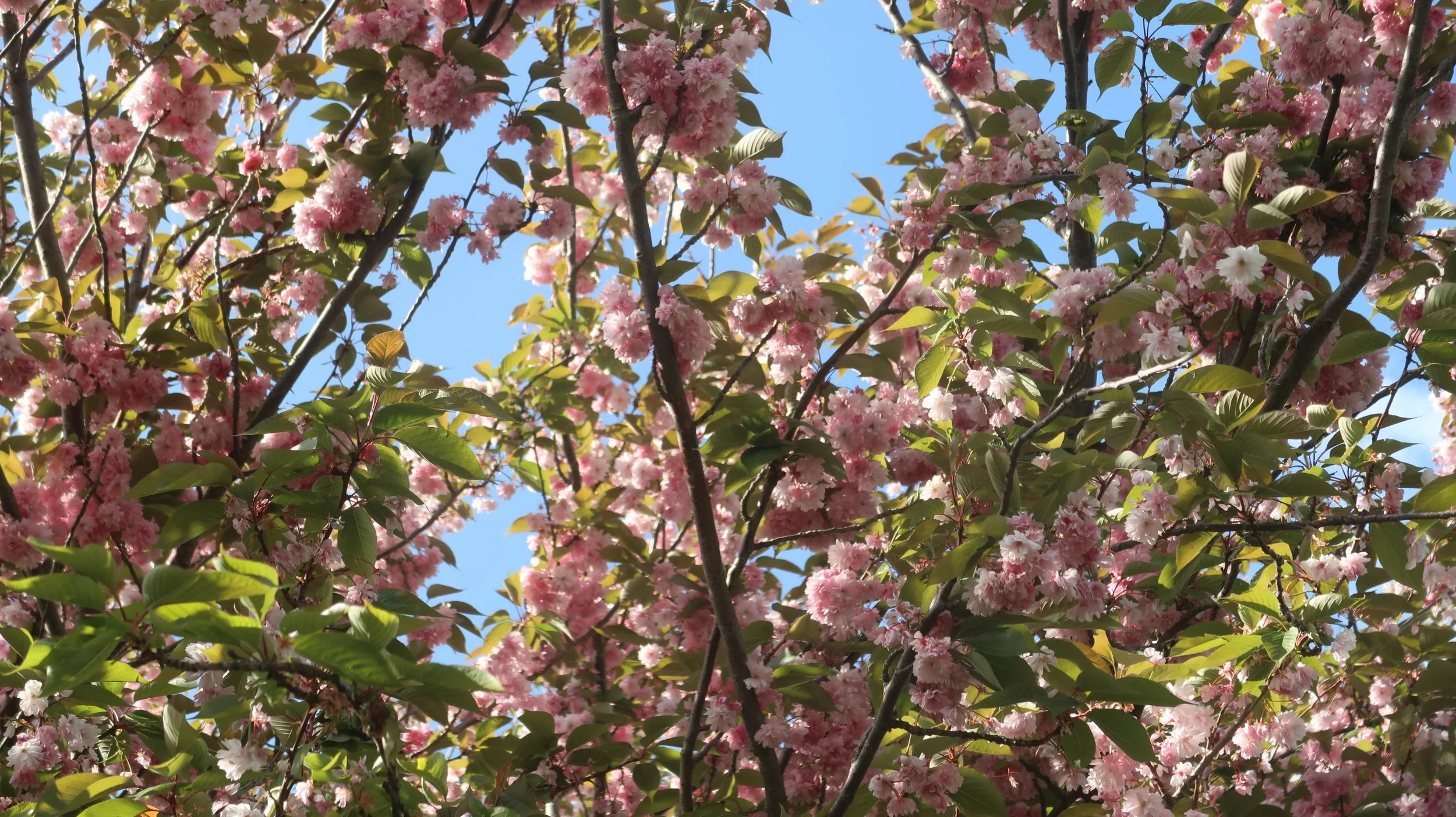 A spring diary: Petals, sketches &amp; little adventures