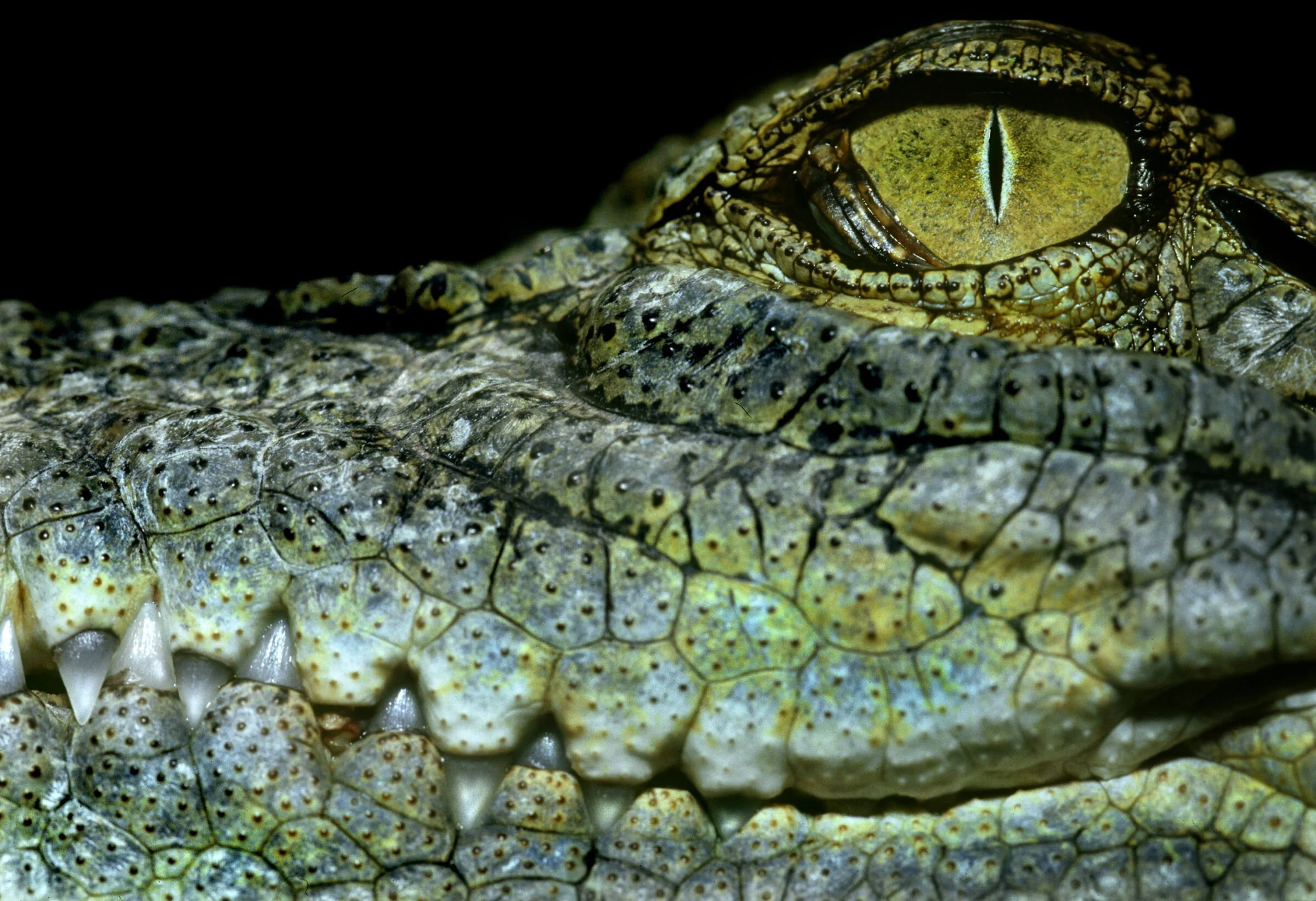 saltwater-crocodile2.jpeg