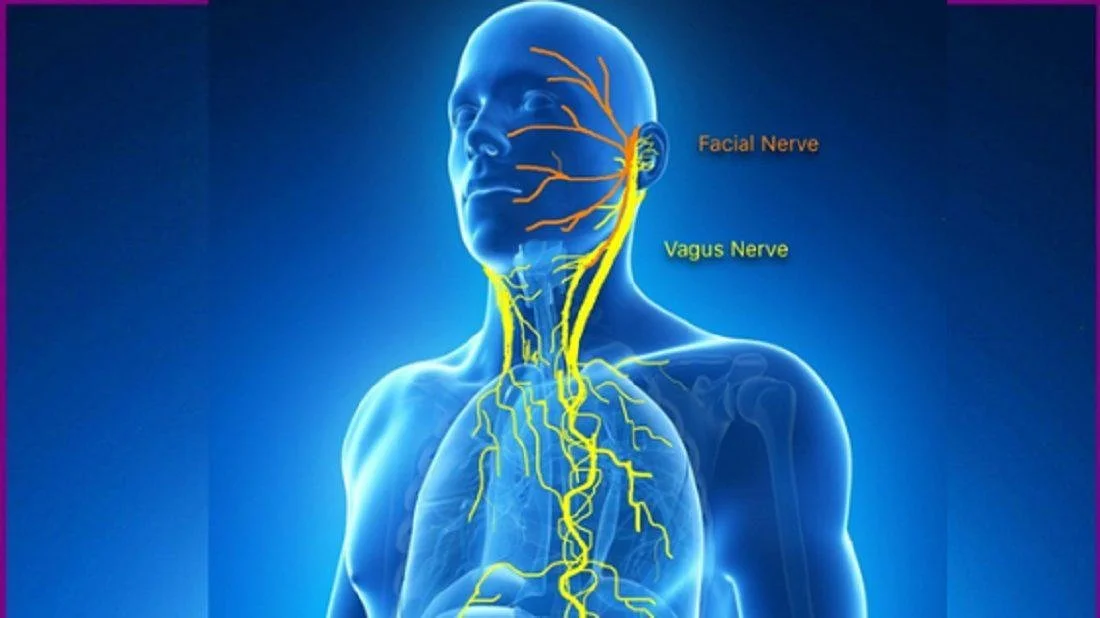 Diagram of the human nervous system showing the facial nerve and vagus nerve highlighted in yellow in a semi-transparent blue human body, with labels pointing to each nerve.