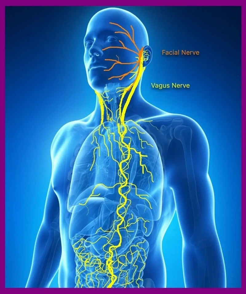 Diagram of the human nervous system showing the facial nerve and vagus nerve highlighted in yellow in a semi-transparent blue human body, with labels pointing to each nerve.