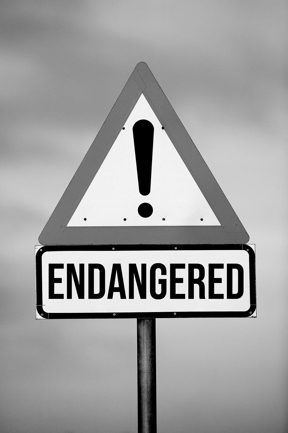 ENDANGERED | Plight of the African Penguin — Penguins & Sharks