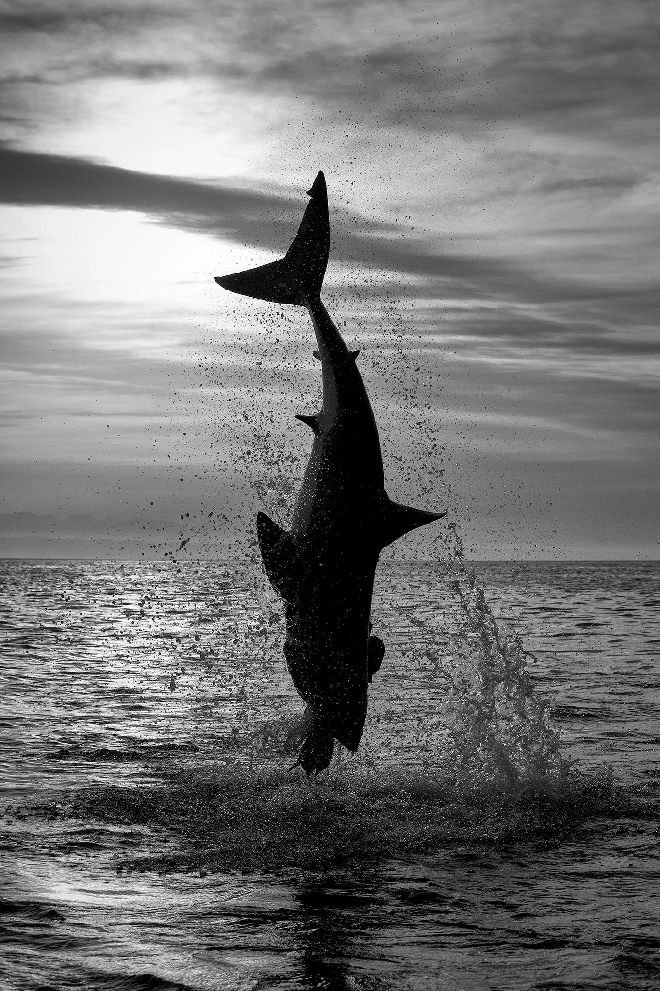 Shark Awareness Day 2026