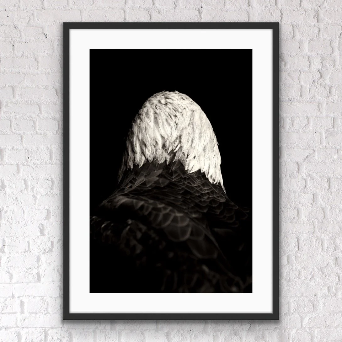 framed American Bald Eagle print © Dan Callister