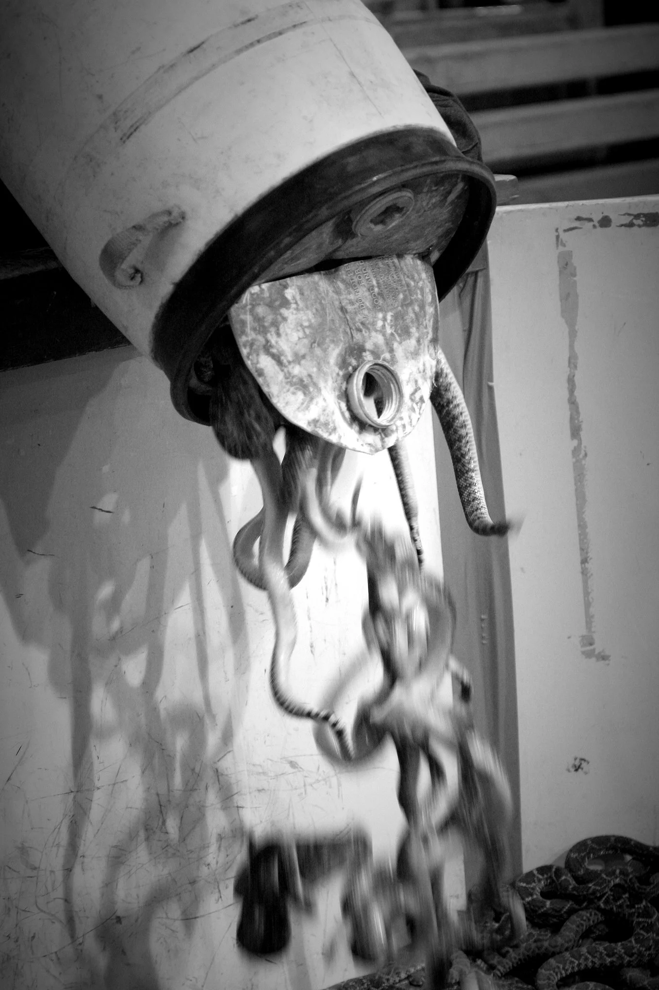 Rattlesnake Round-up © Dan Callister