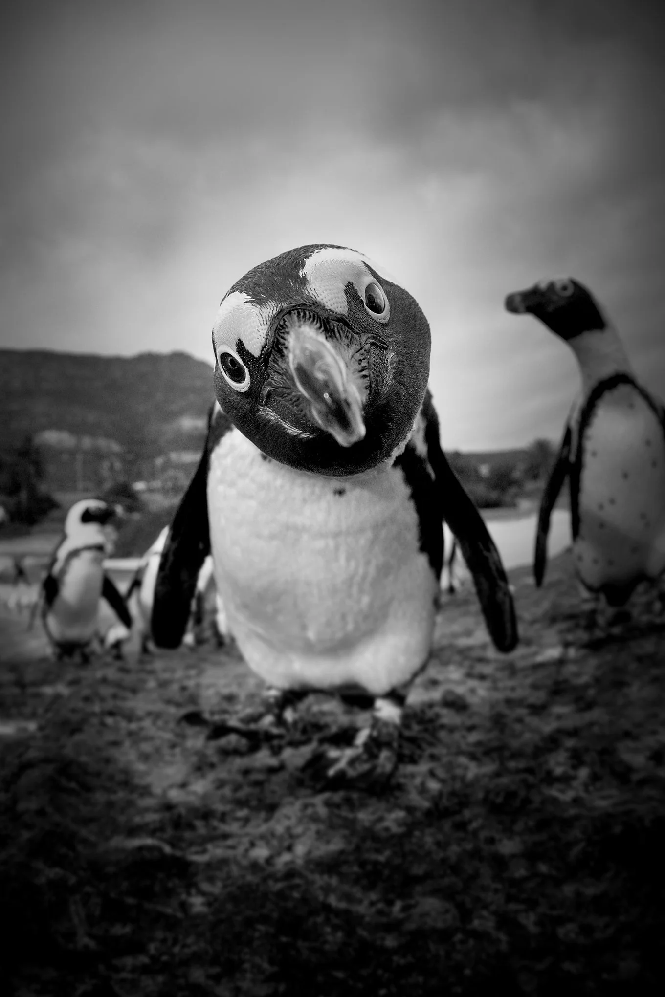 ‘Bertie’ *New Release