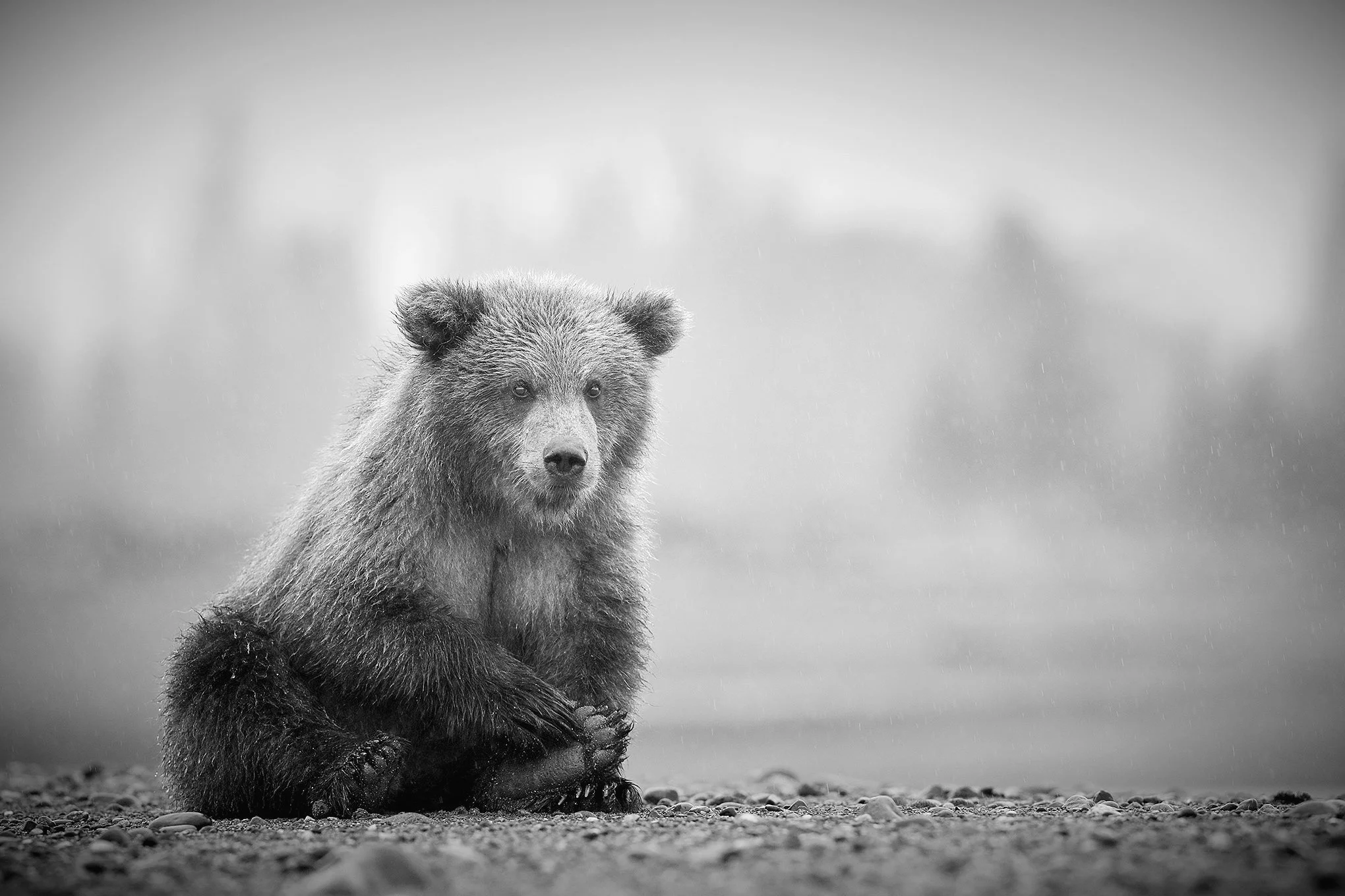 'Lil Paws' Coastal Brown Bear Cub in Alaska