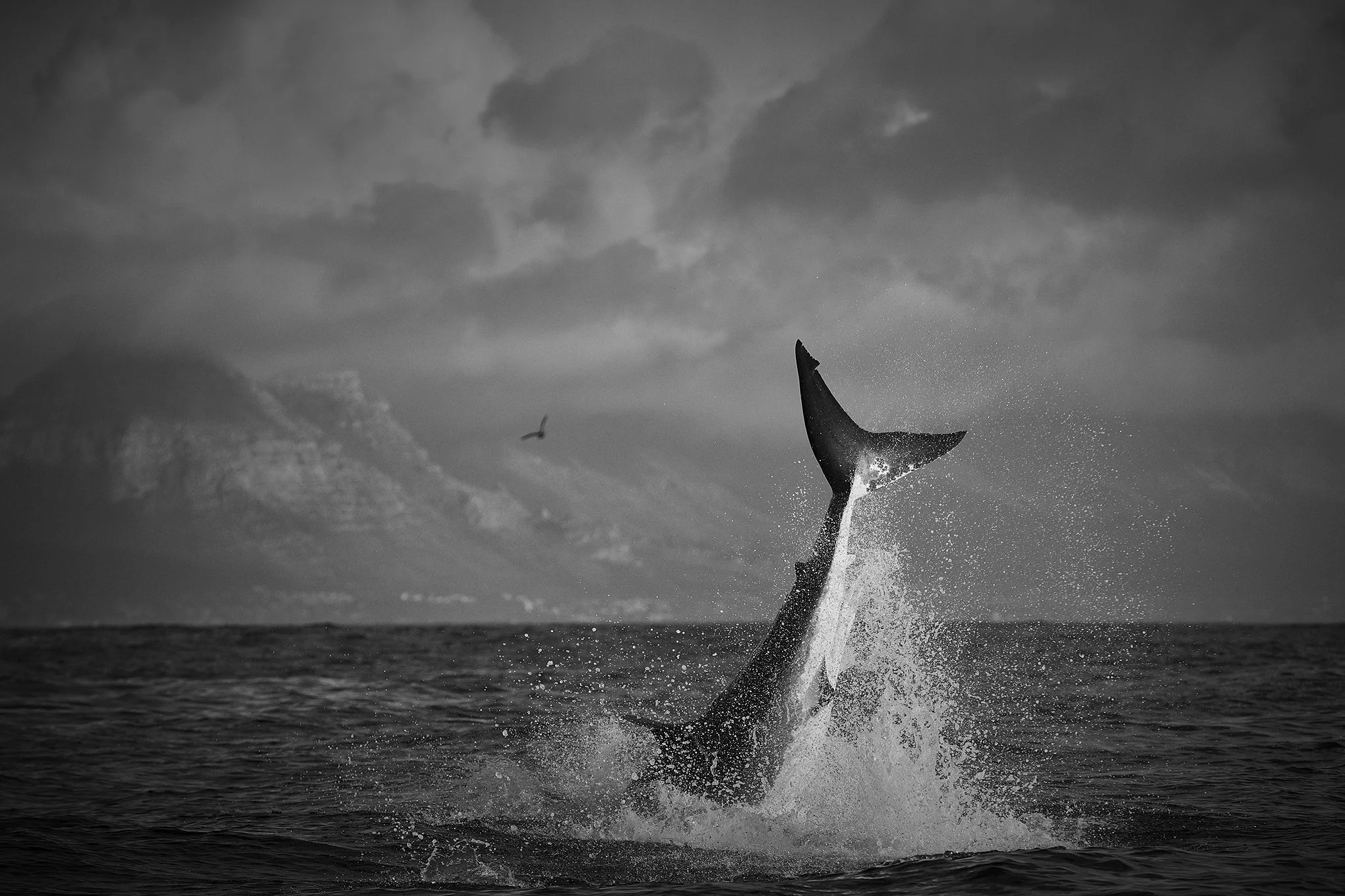 Week of the Shark