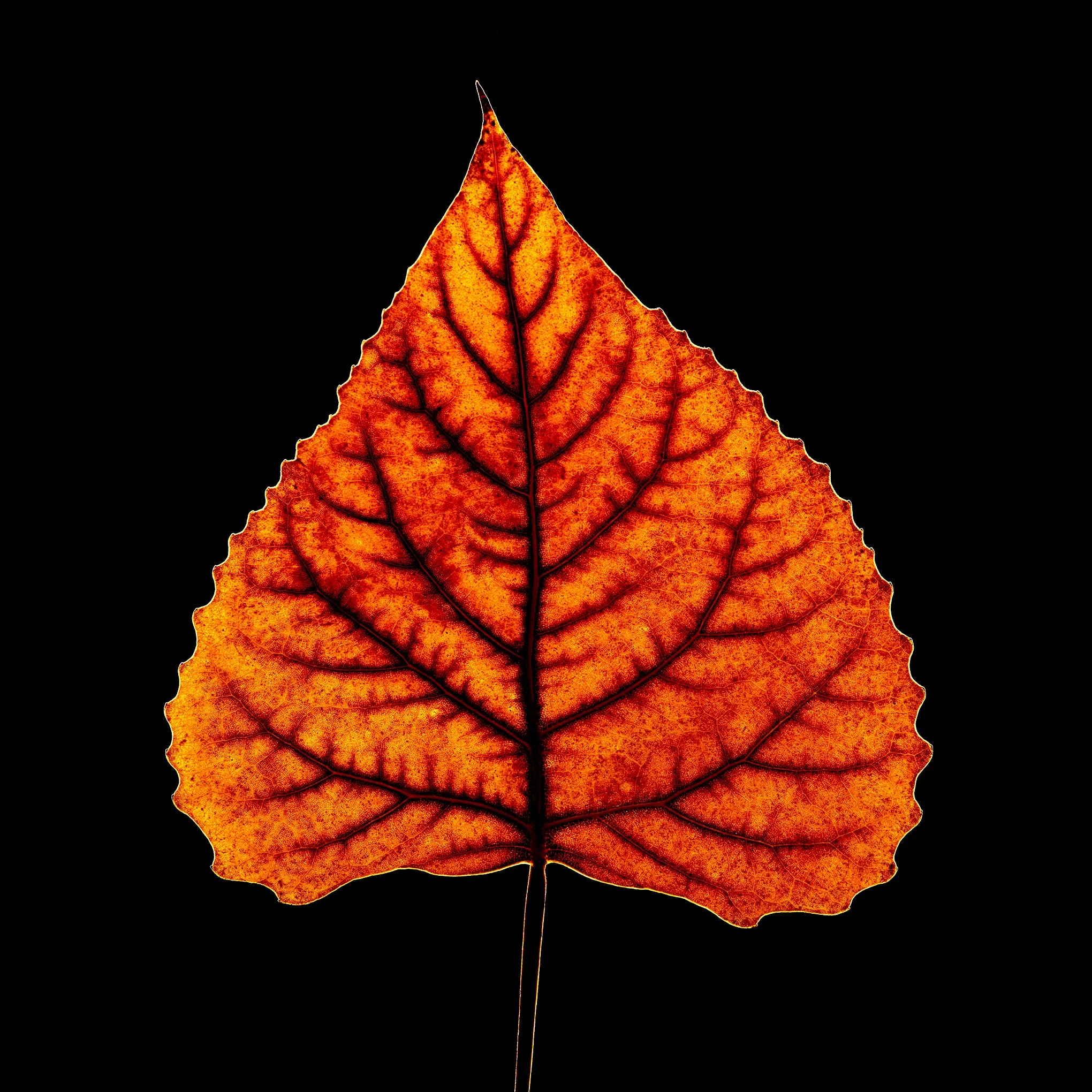 'Amber' leaf by © Dan Callister