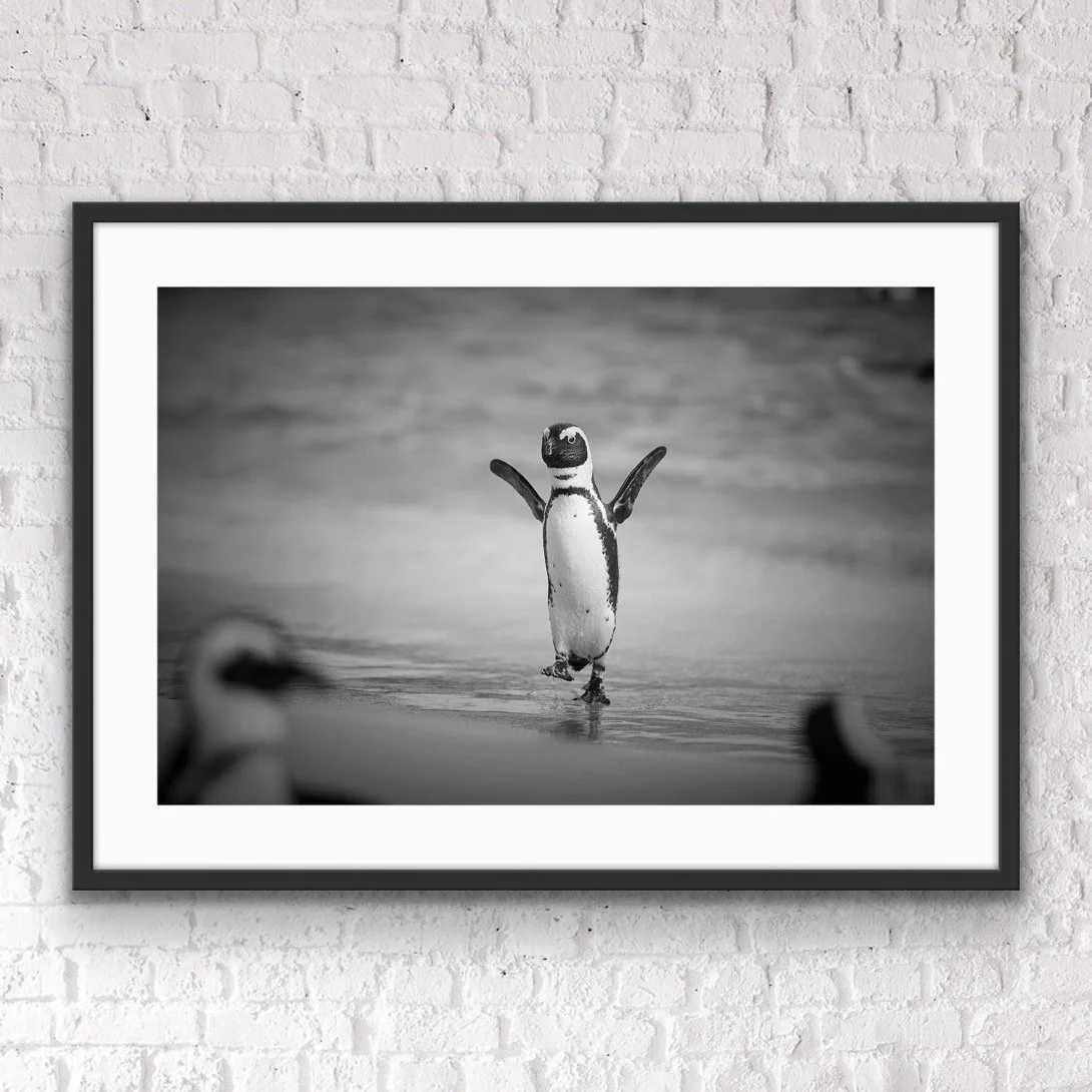 African penguin framed print by © Dan Callister