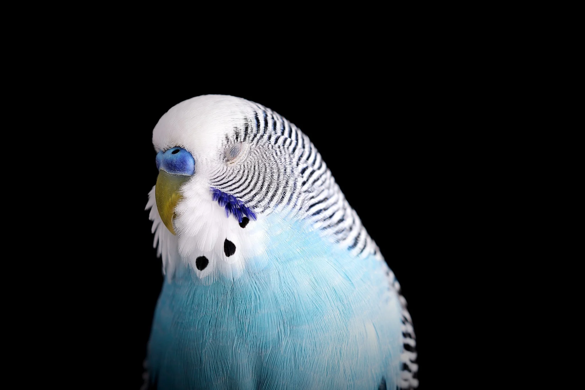 Bluey by © Dan Callister/Penguins &amp; Sharks