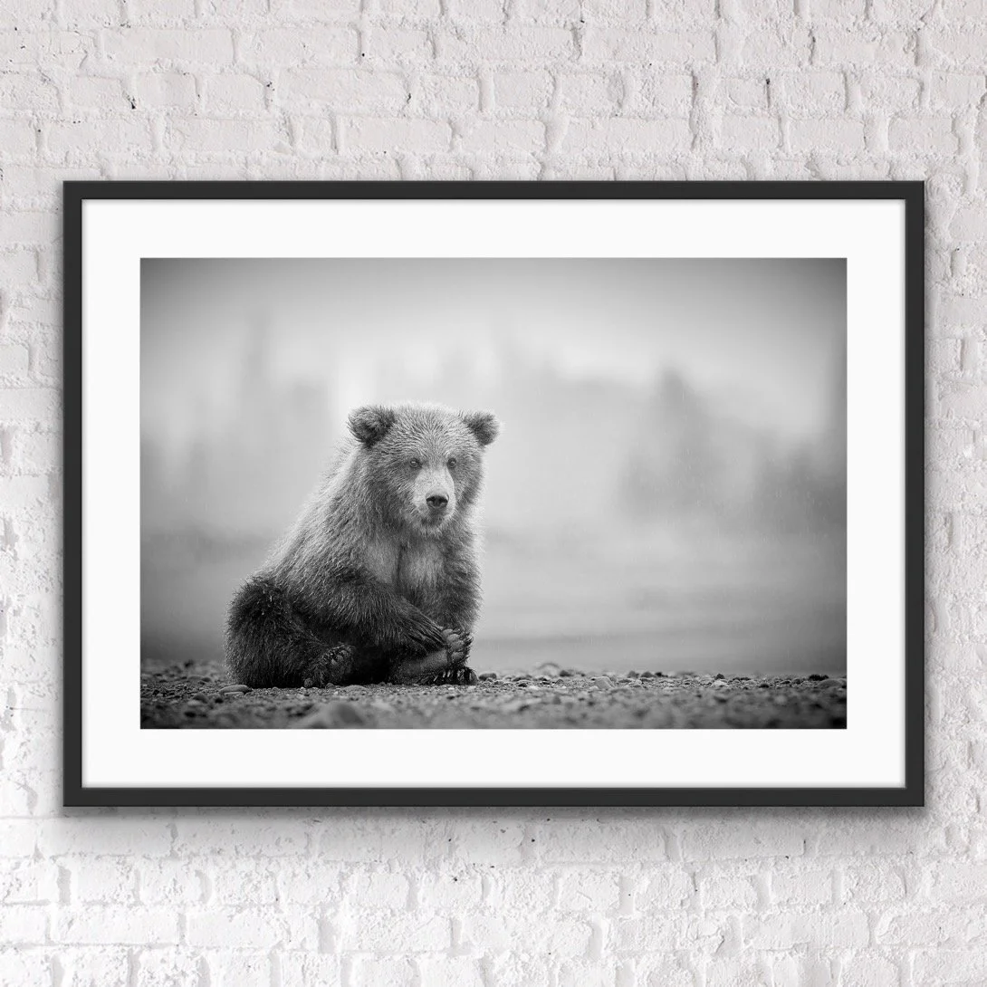 Lil Paws fine art framed print by © Dan Callister