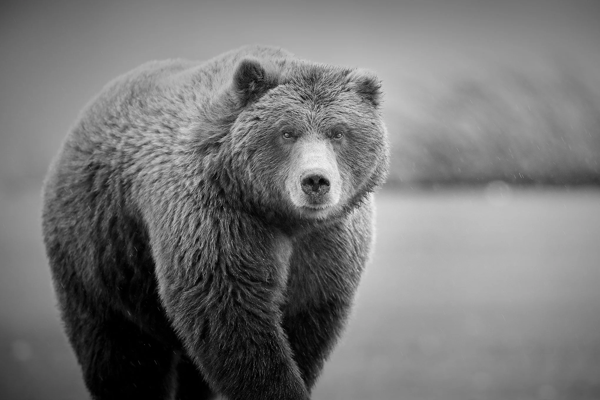 ‘Bear’