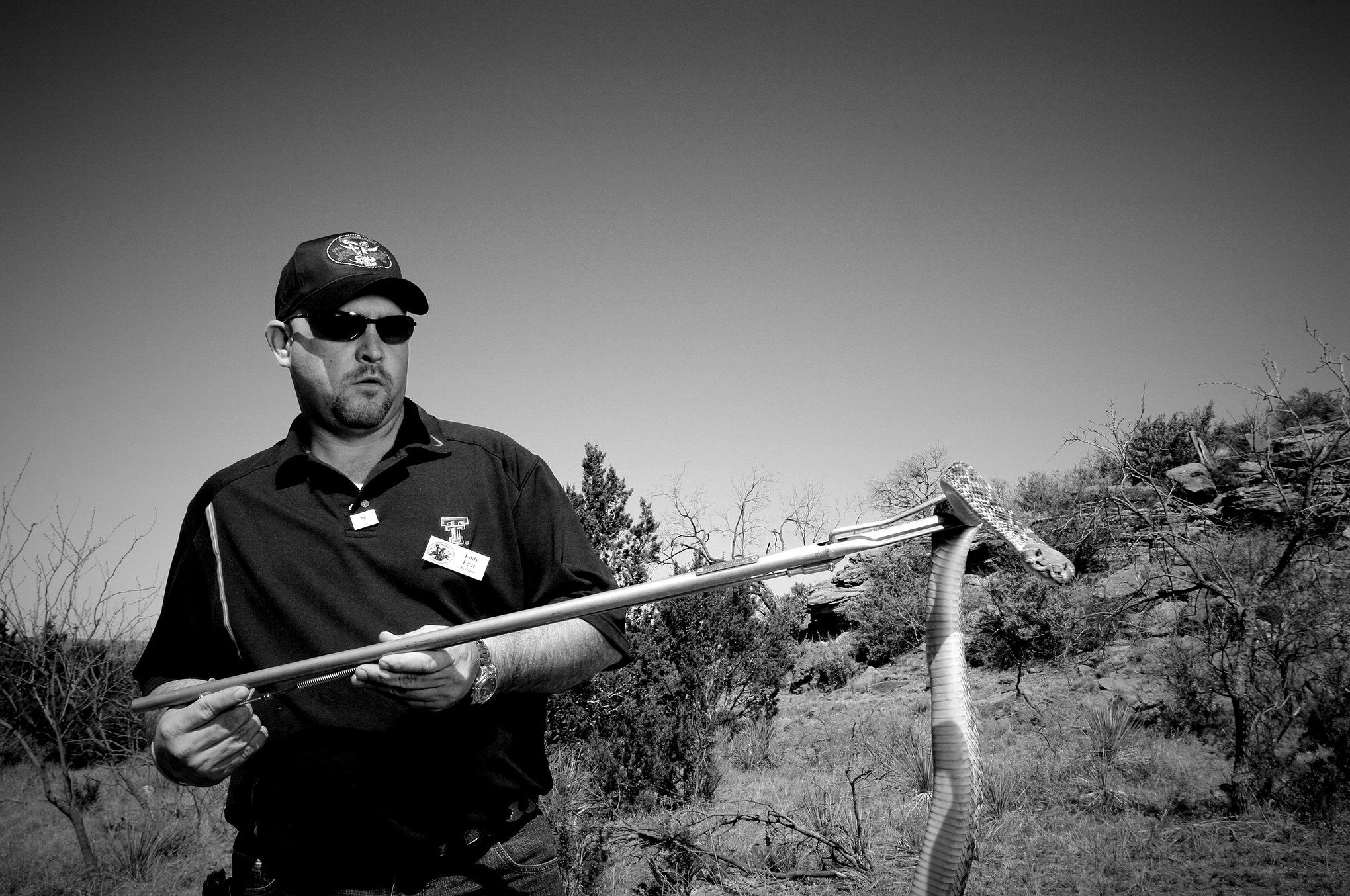 Rattlesnake Round-up © Dan Callister