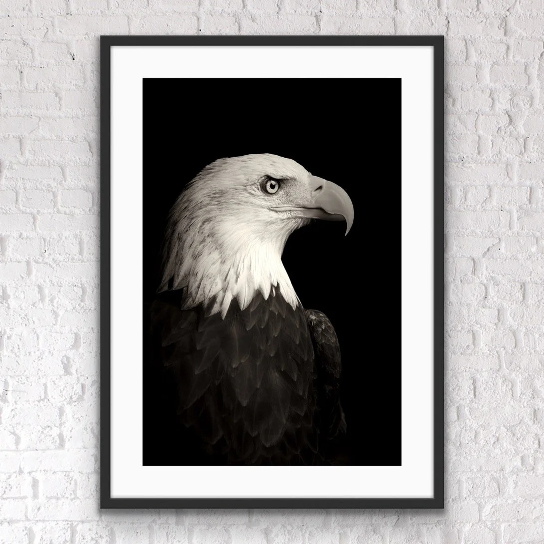 framed American Bald Eagle print © Dan Callister