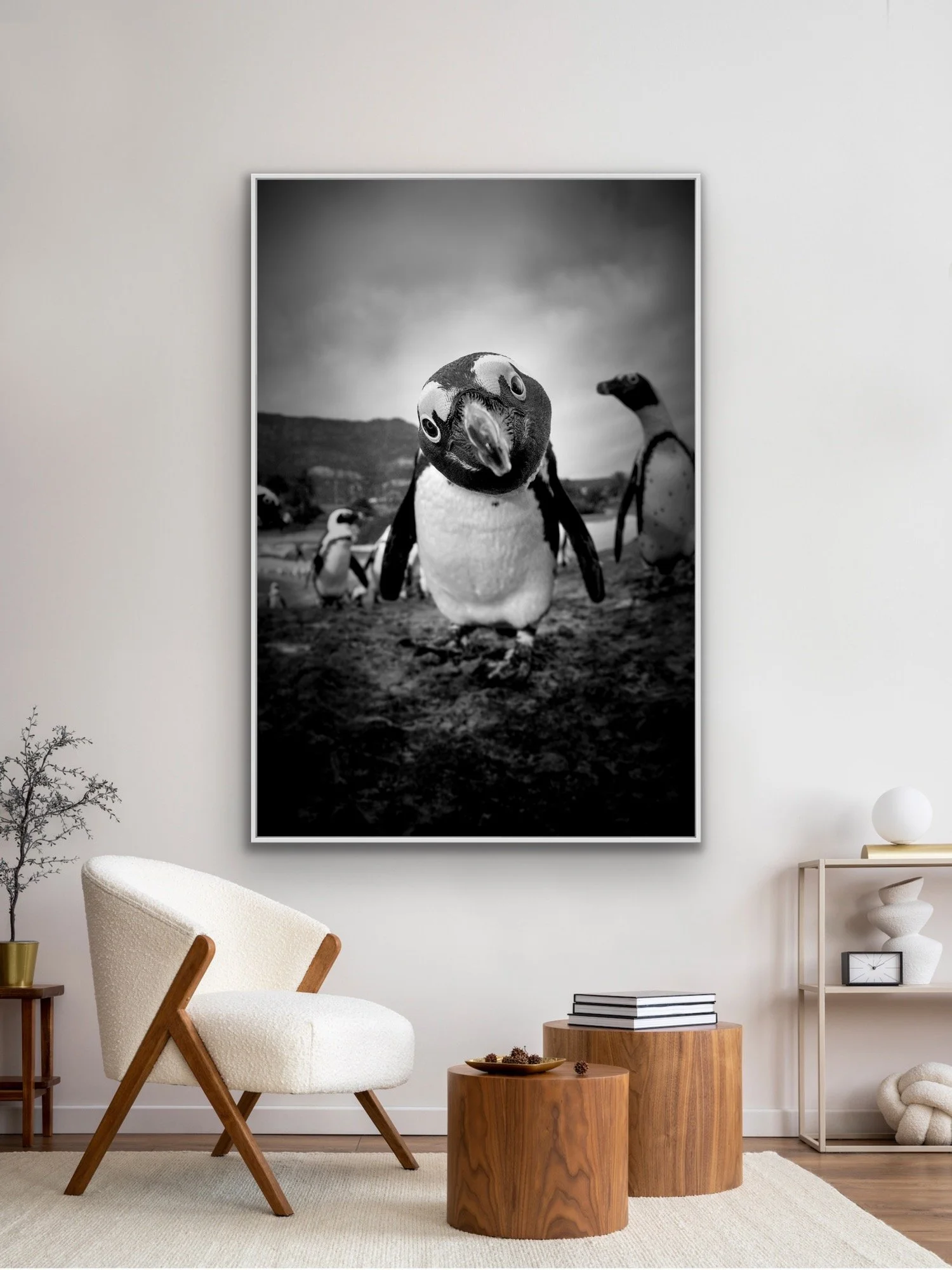 Bertie in a black float frame by © Dan Callister/Penguins & Sharks