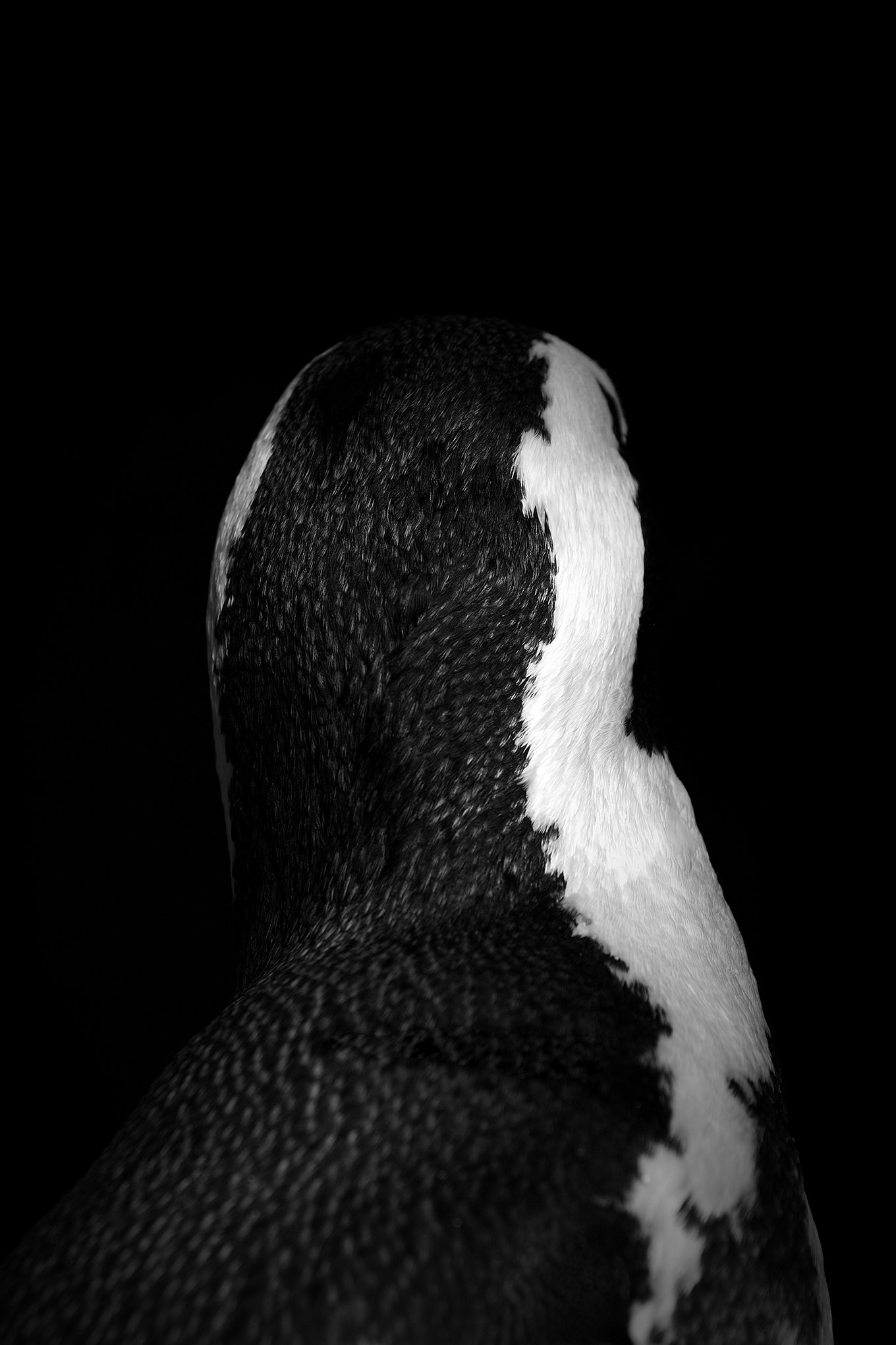 african_penguin_300822_bw_edit_scaler_319.jpg