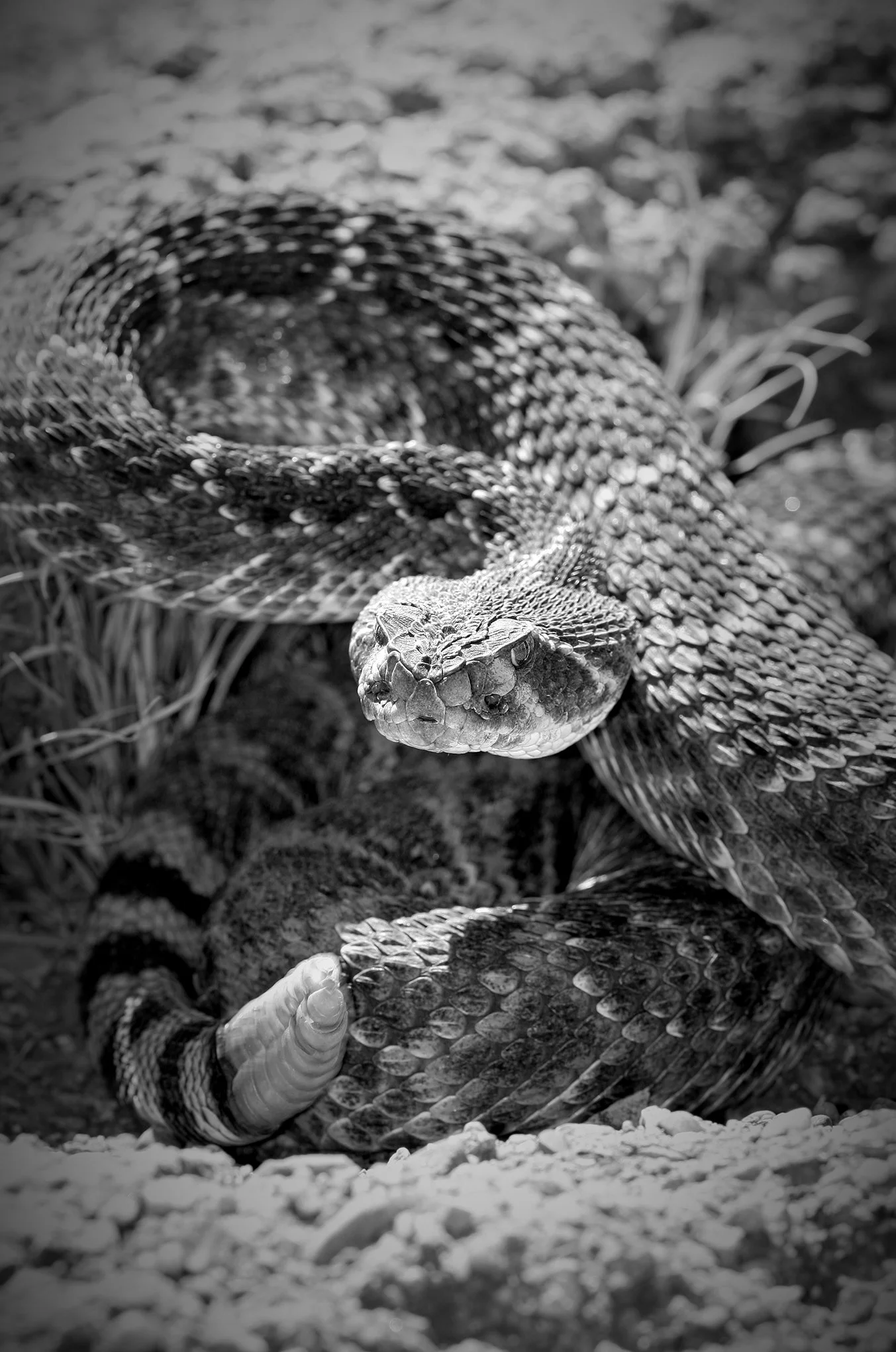 Rattlesnake Round-up © Dan Callister